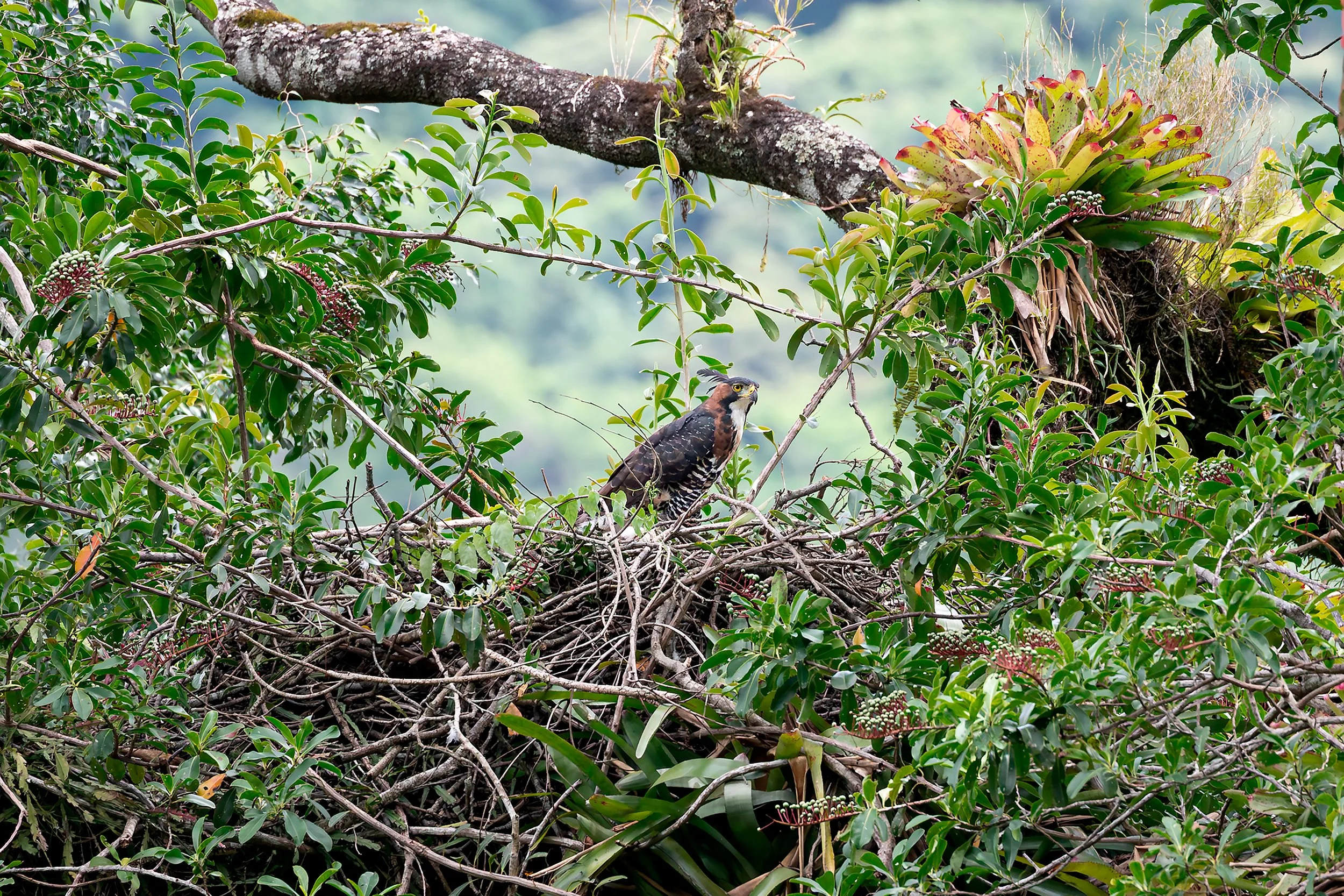Ornate hawk-eagle at its nest in the Atlantic Forest of Ilhabela, on the northern coast of São Paulo, Brazil.