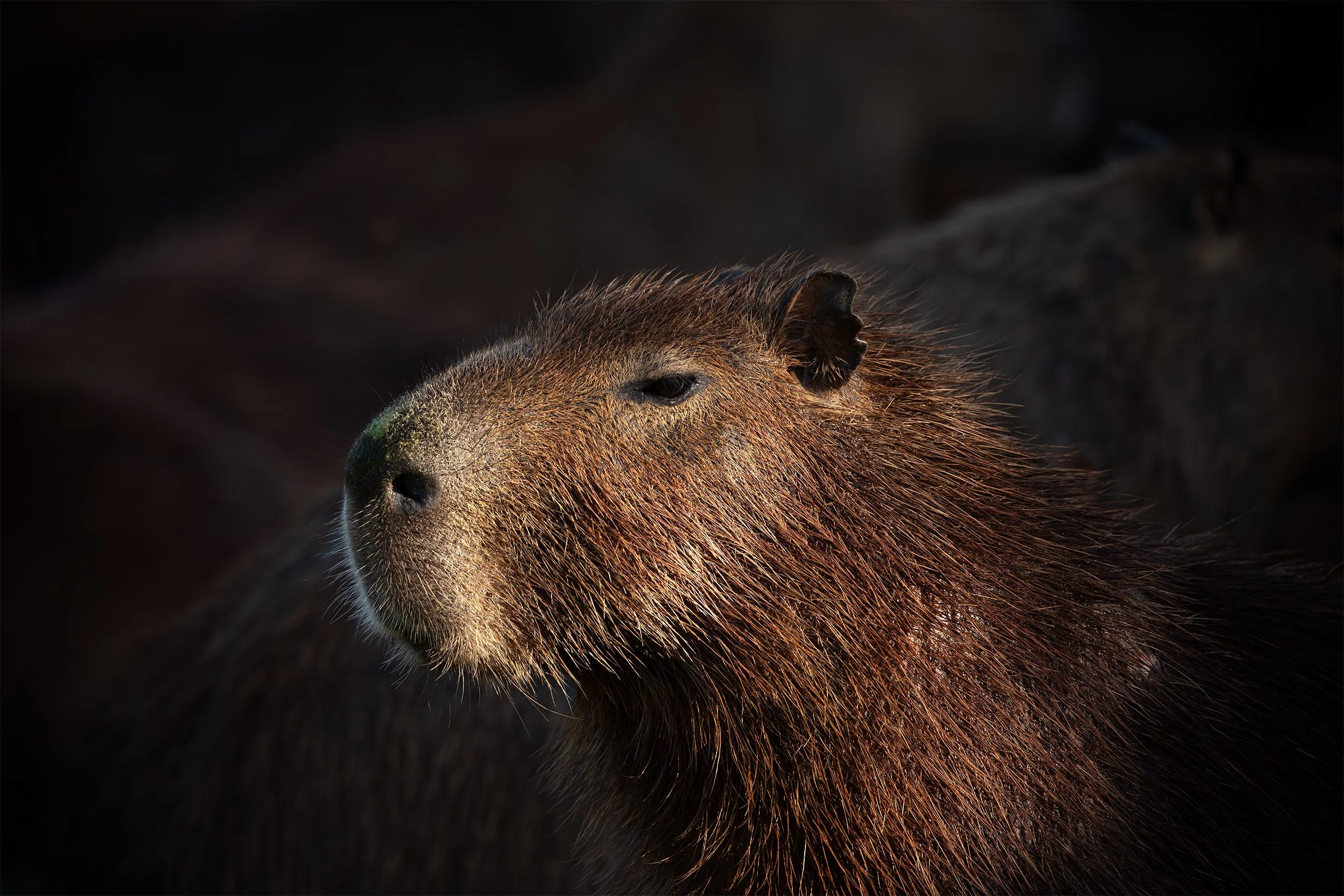 Capybara (Hydrochoerus hydrochaeris) resting near the water in the Brazilian Pantanal wetlands.