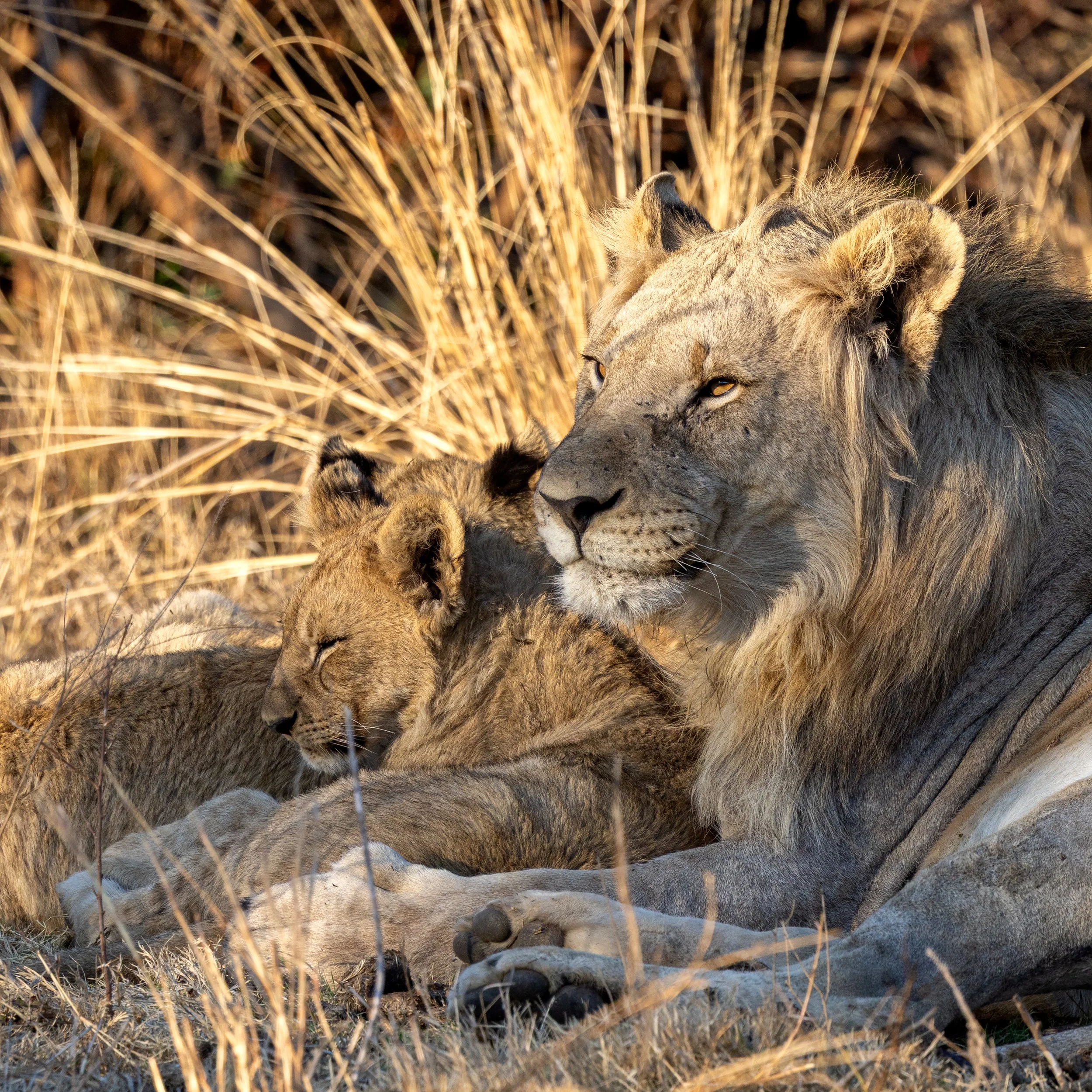 African Lion (Panthera leo) resting with its cub in the African savanna.