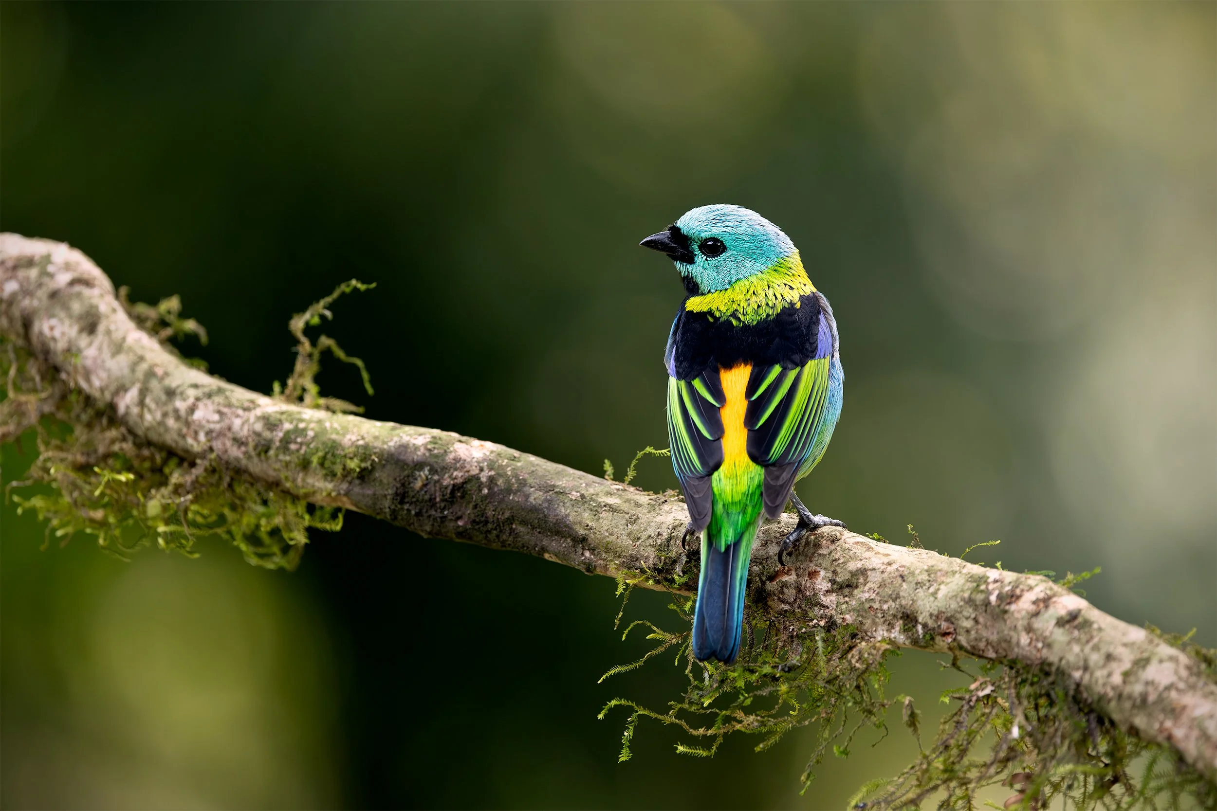 Green-headed Tanager (Tangara seledon) perched on a moss-covered branch in the Brazilian Atlantic Forest.