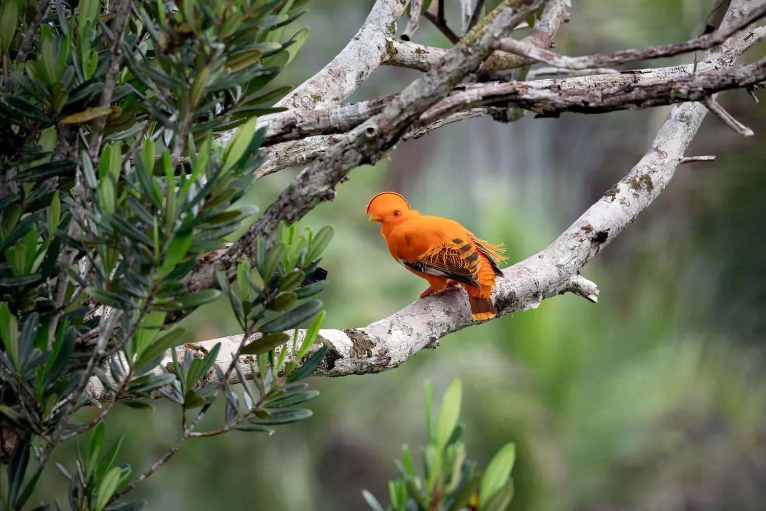 Male Guianan Cock-of-the-rock (Rupicola rupicola) perched among vegetation in the Brazilian Amazon rainforest.