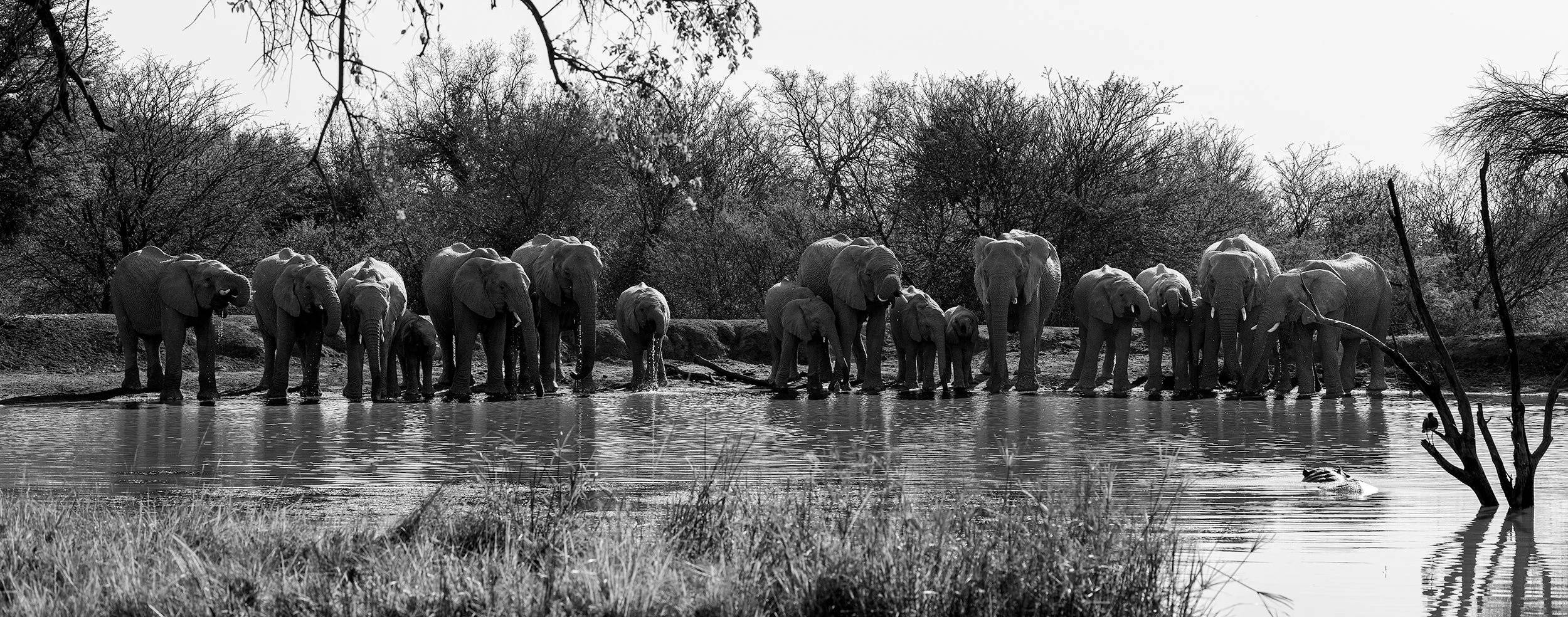 African Elephants (Loxodonta africana) gathered at a waterhole in the South African savanna.