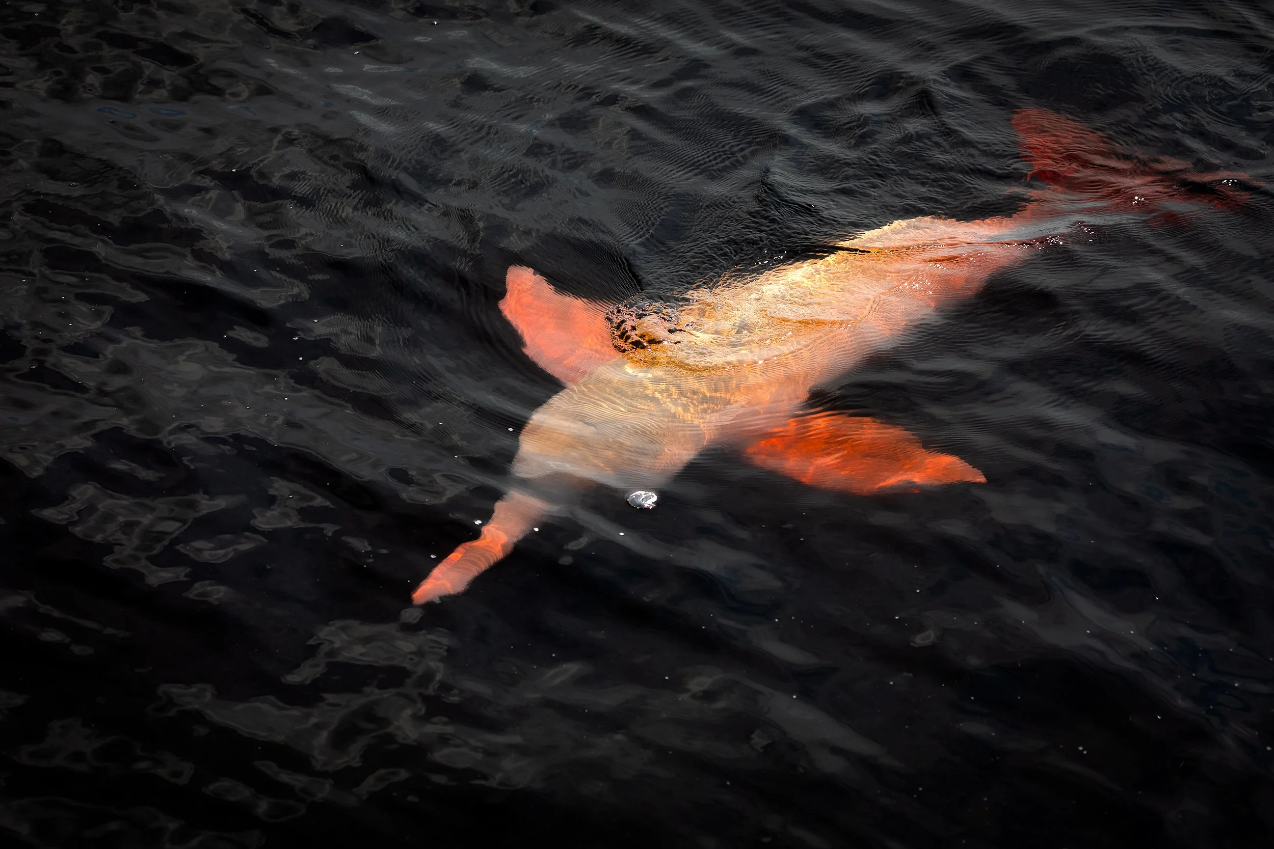 Amazon River dolphin (Inia geoffrensis) swimming through dark waters of the Brazilian Amazon.