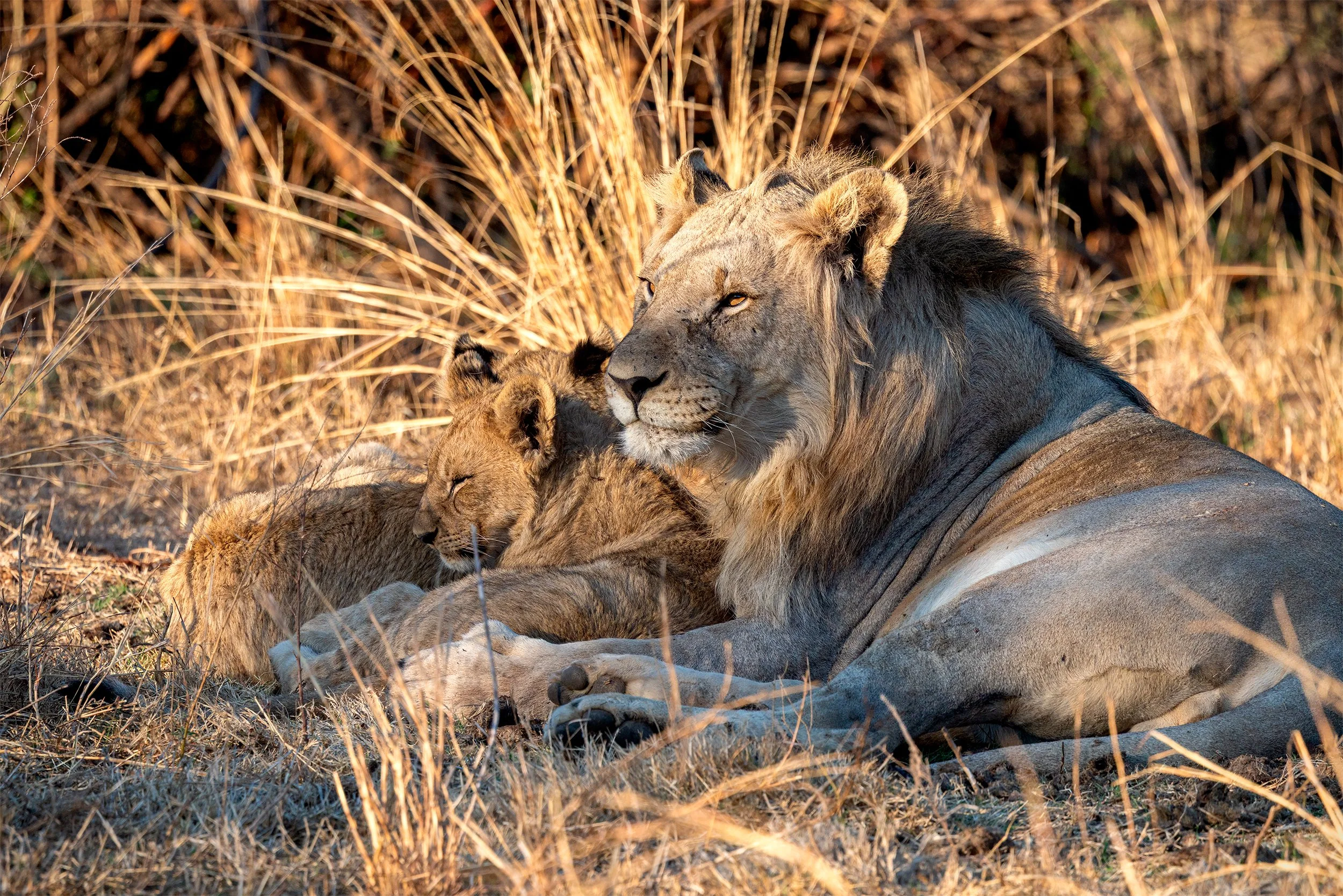 African Lion (Panthera leo) resting with its cub among the dry grass of the South African savanna.