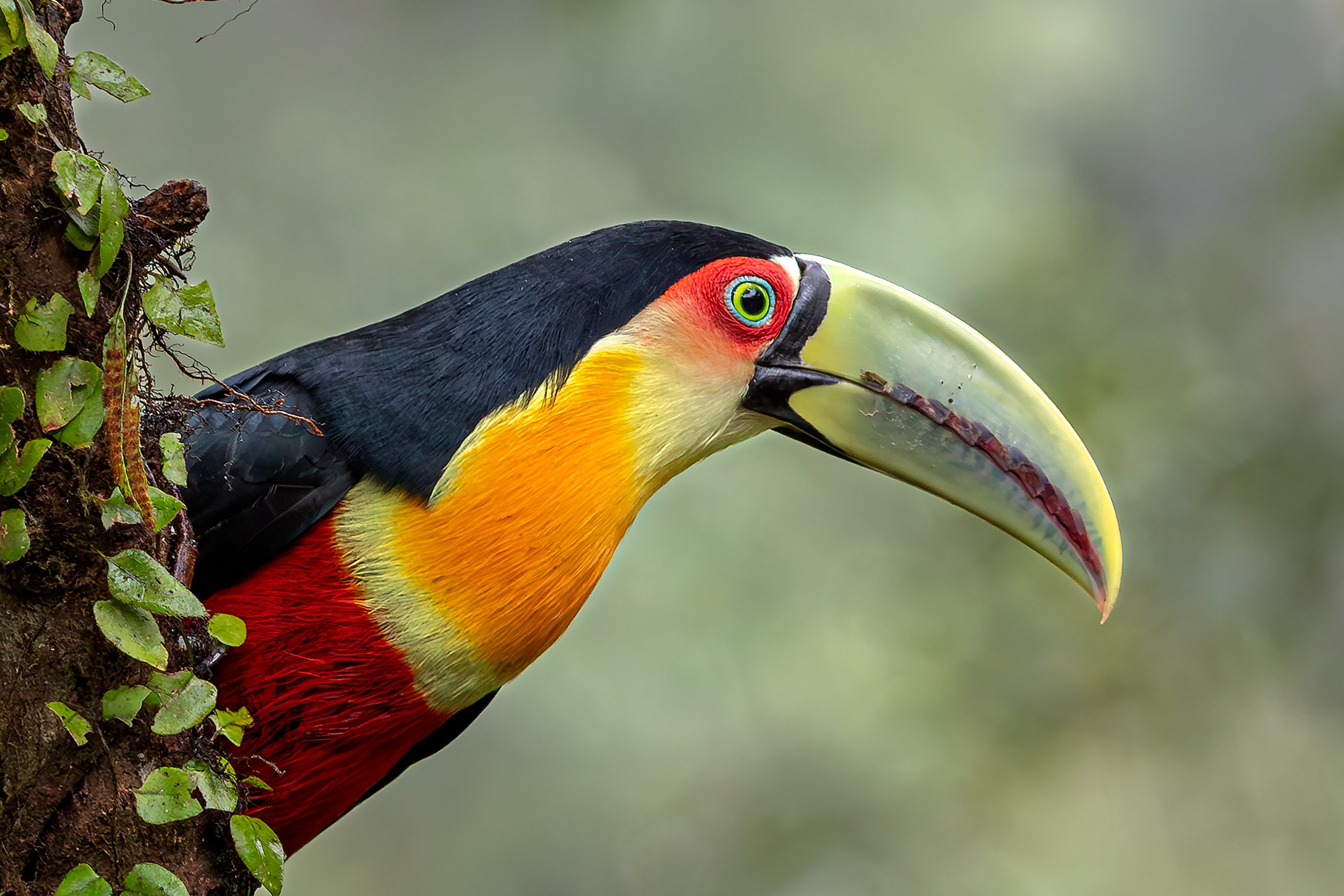 Red-breasted Toucan (Ramphastos dicolorus) perched beside a tree trunk in the Brazilian Atlantic Forest.