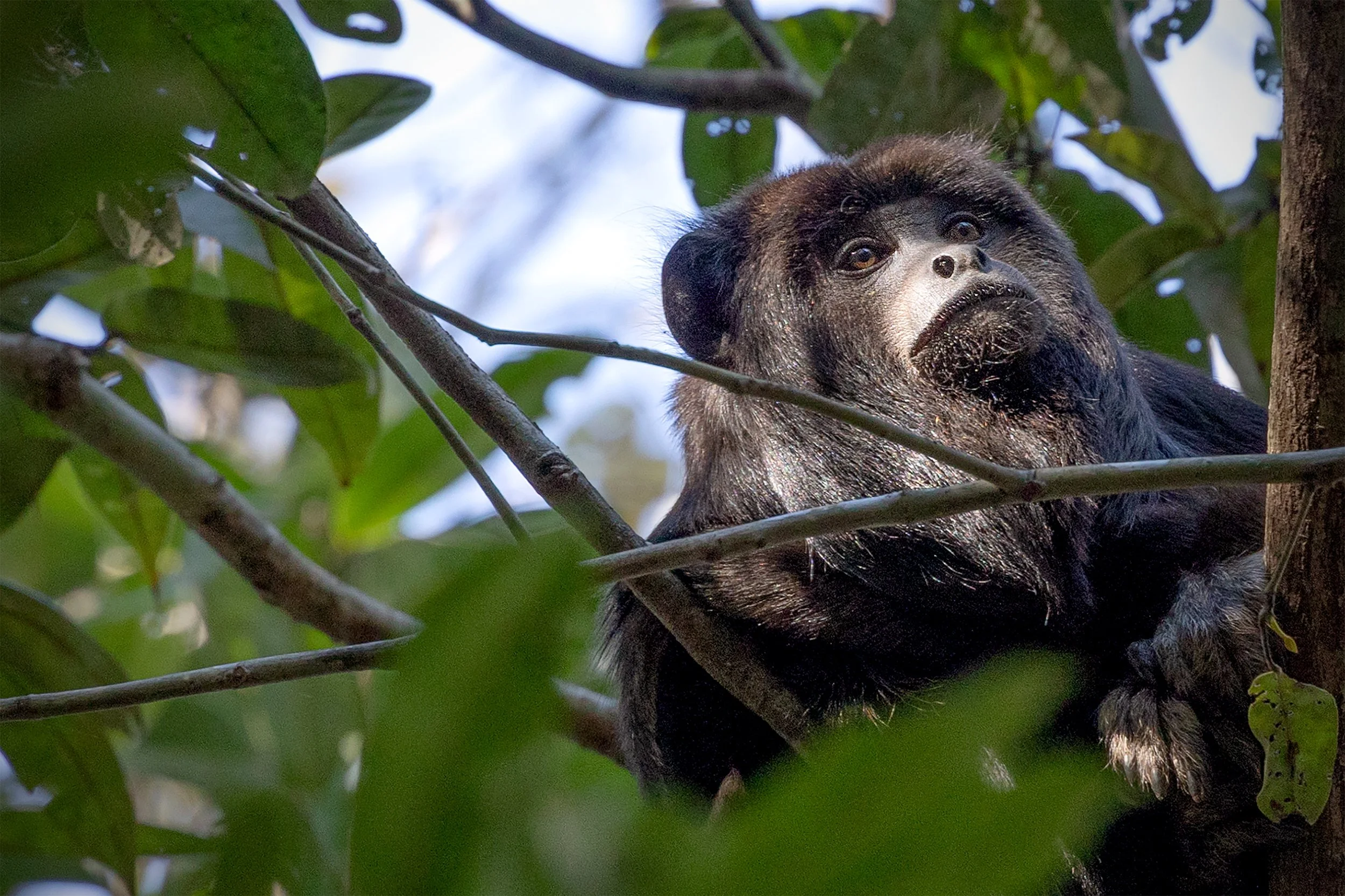 Howler monkey resting among dense tree branches and foliage in the Brazilian Cerrado.