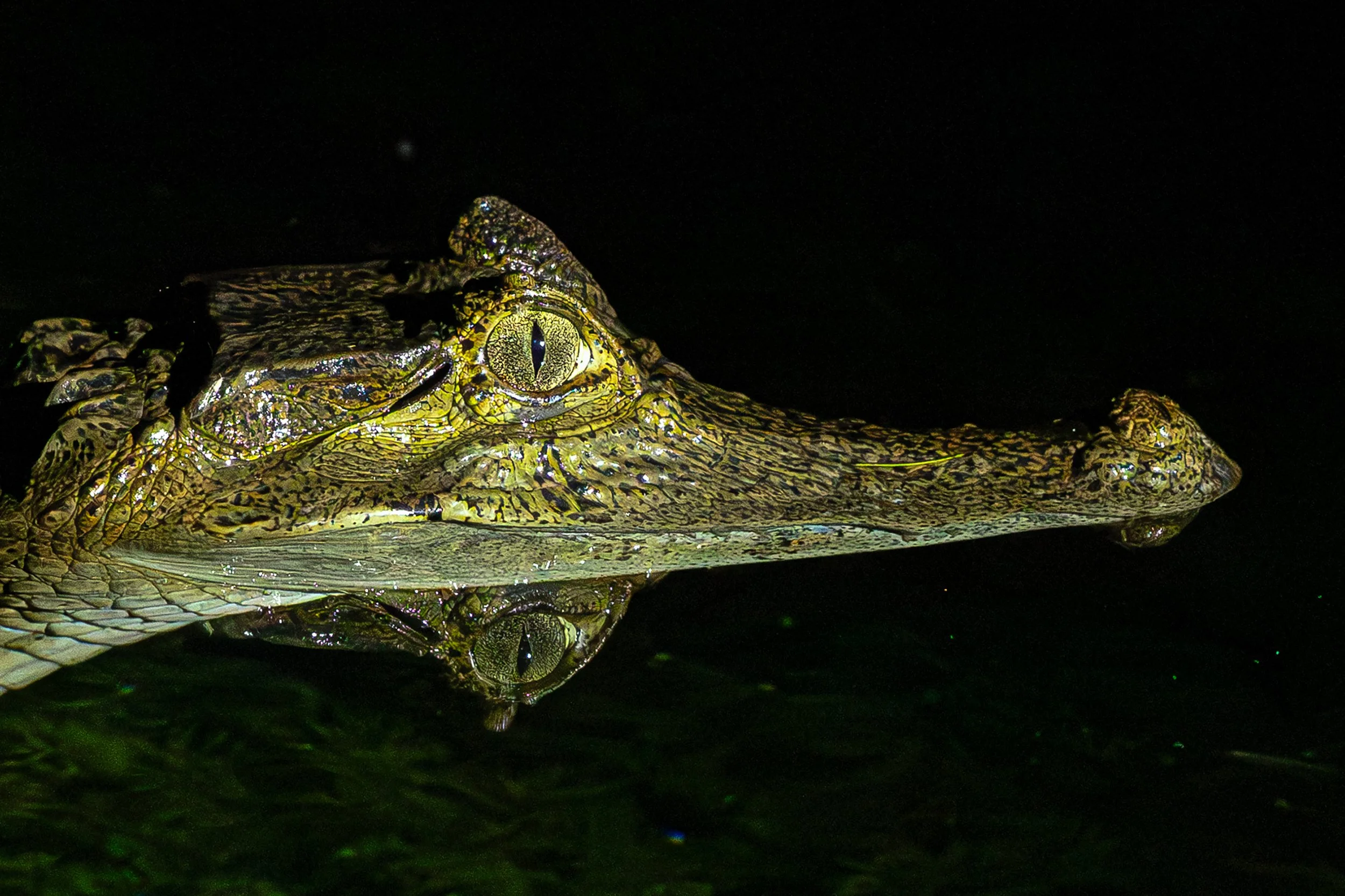 Caiman partially submerged in dark water in the Brazilian Amazon rainforest.
