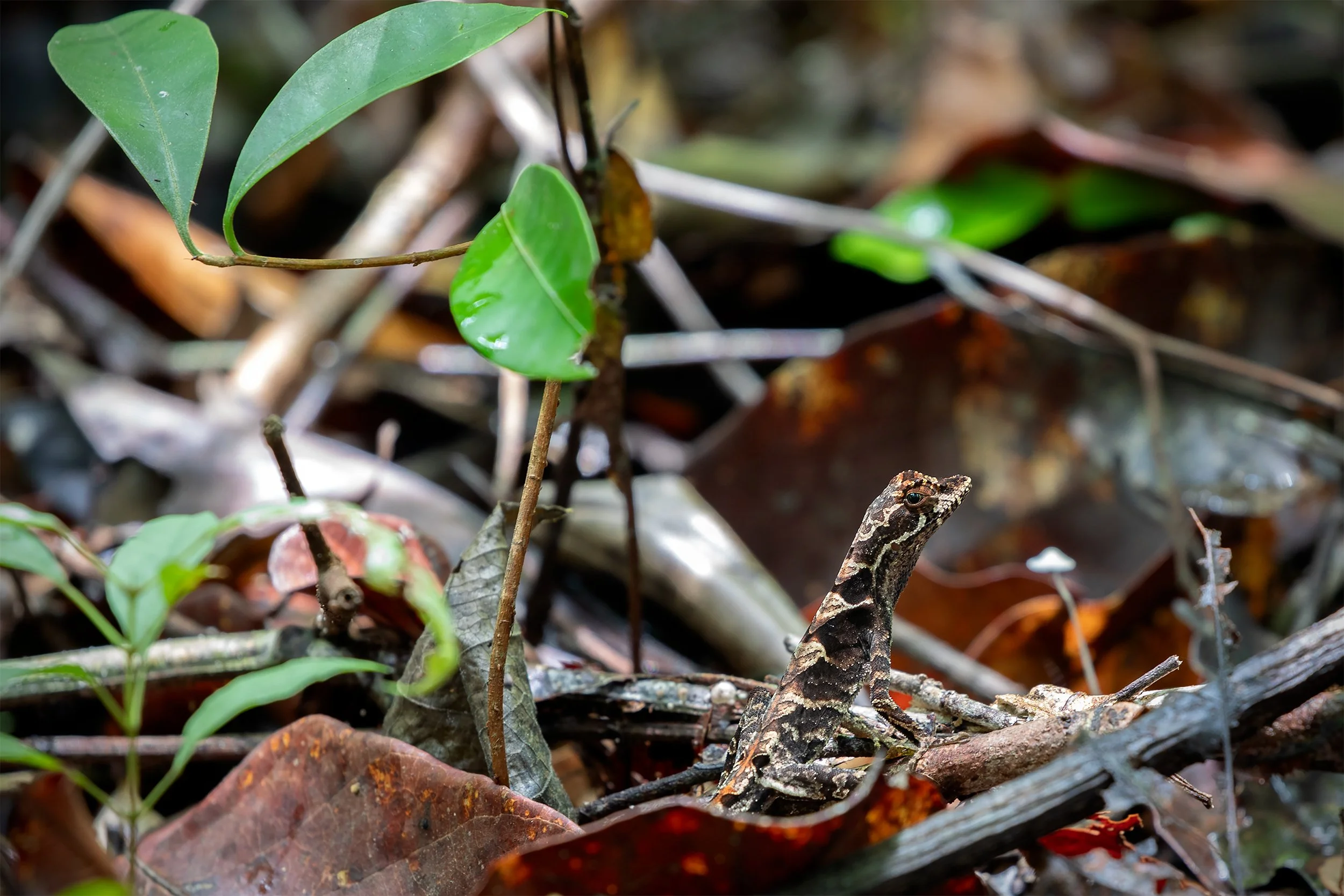 Tiny camouflaged lizard hidden among leaves and branches on the floor of the Brazilian Amazon rainforest.