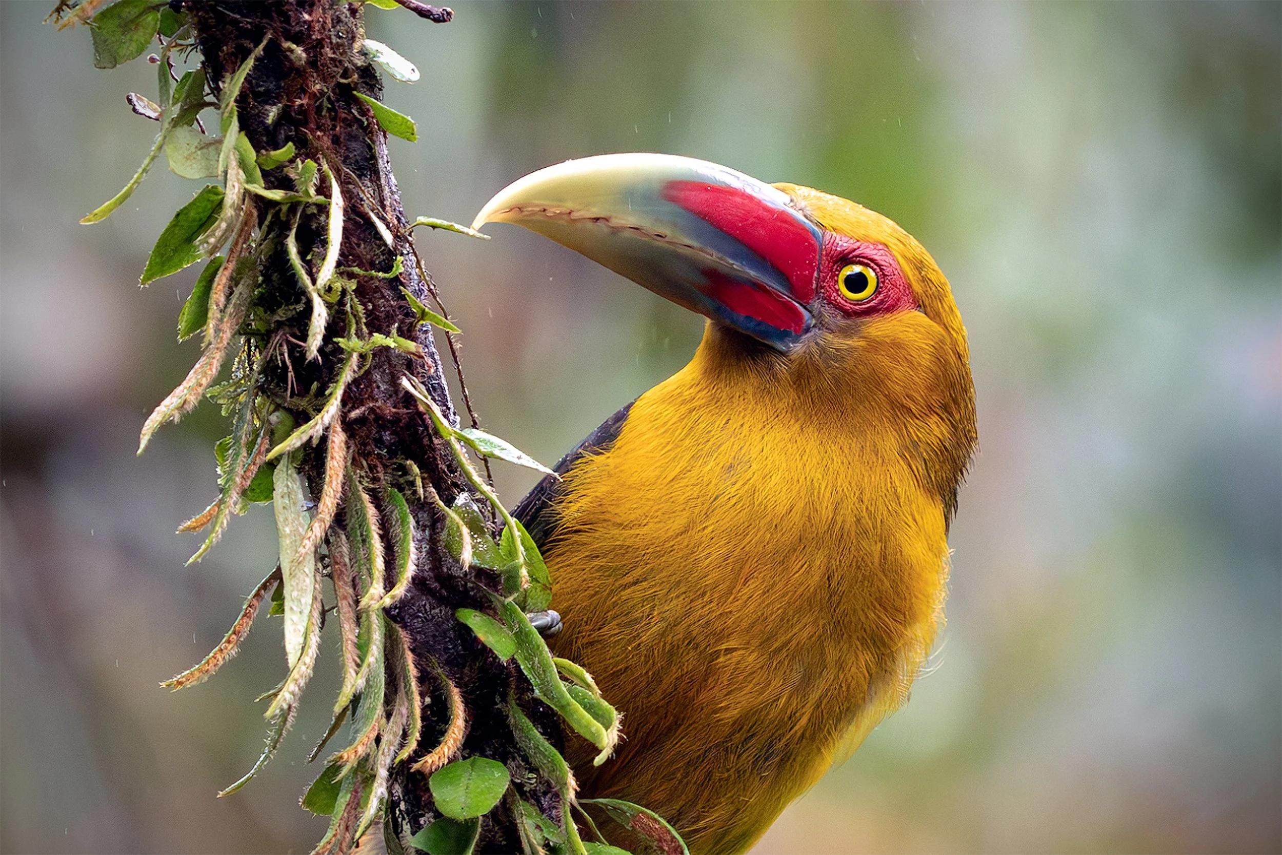 Saffron Toucanet (Pteroglossus bailloni) perched beside epiphytic vegetation in the Brazilian Atlantic Forest.