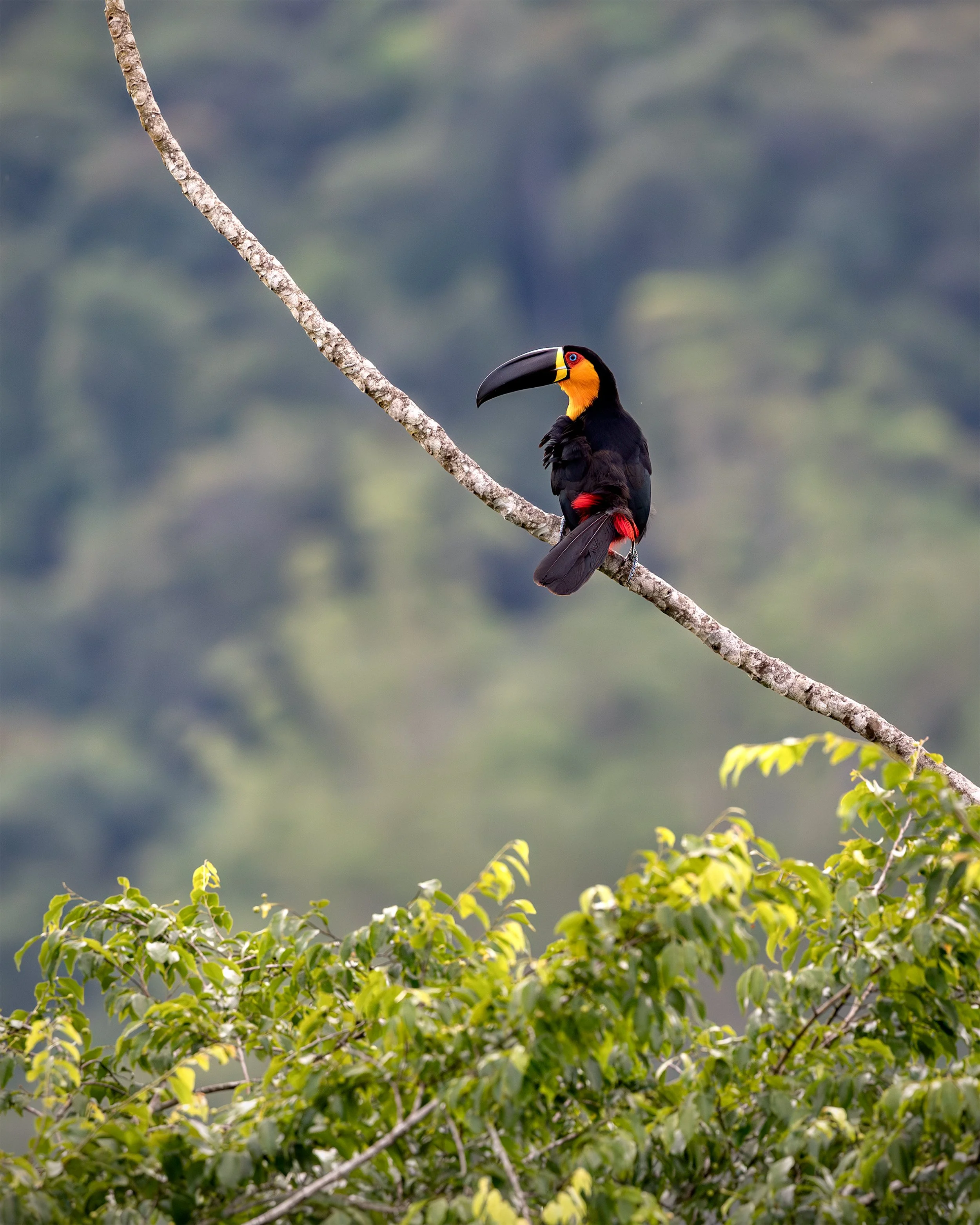 Channel-billed Toucan (Ramphastos vitellinus) perched beside epiphytic vegetation in the Brazilian Atlantic Forest.