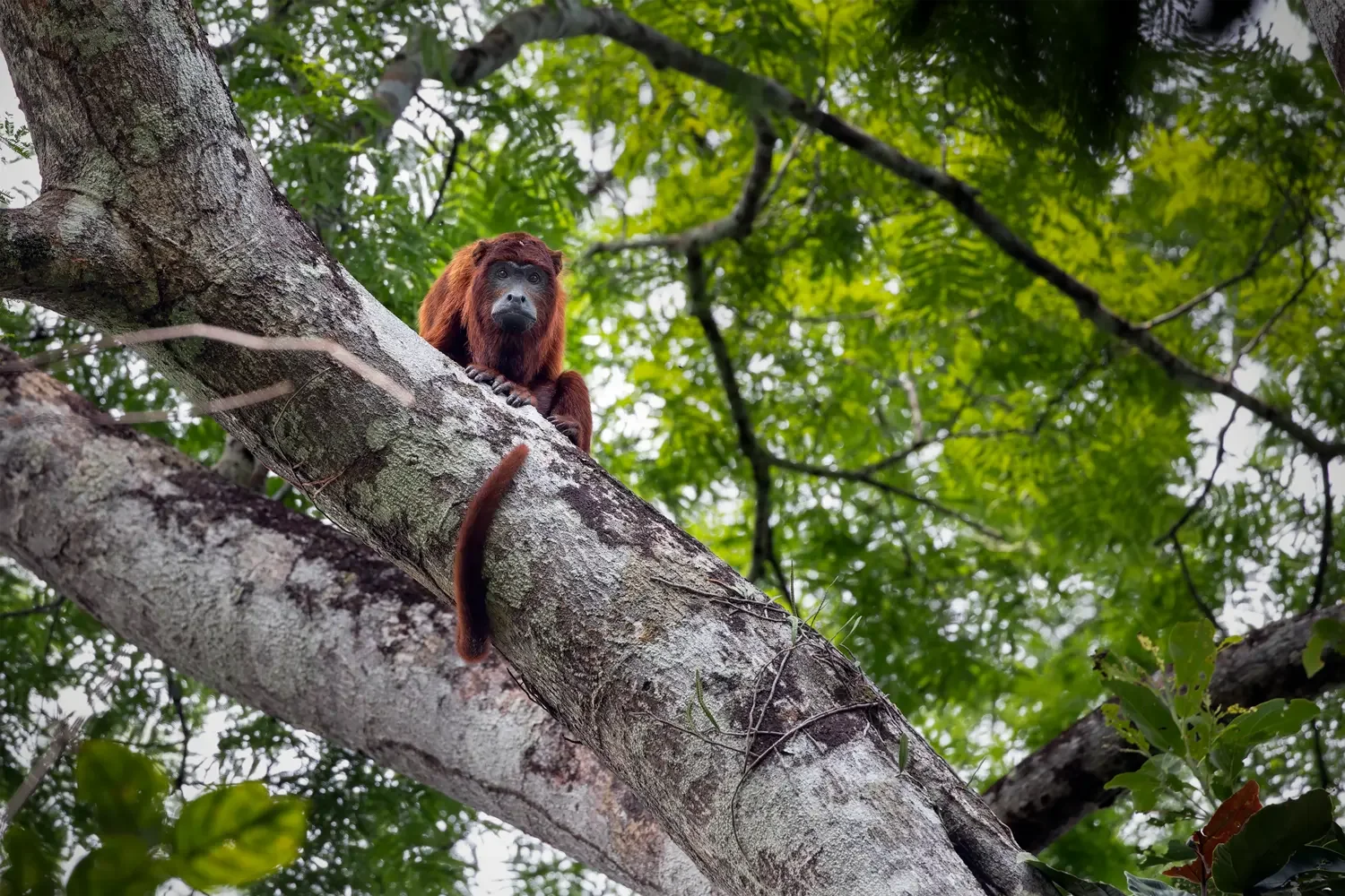 Red howler monkey resting on a large tree branch in the Brazilian Amazon rainforest.