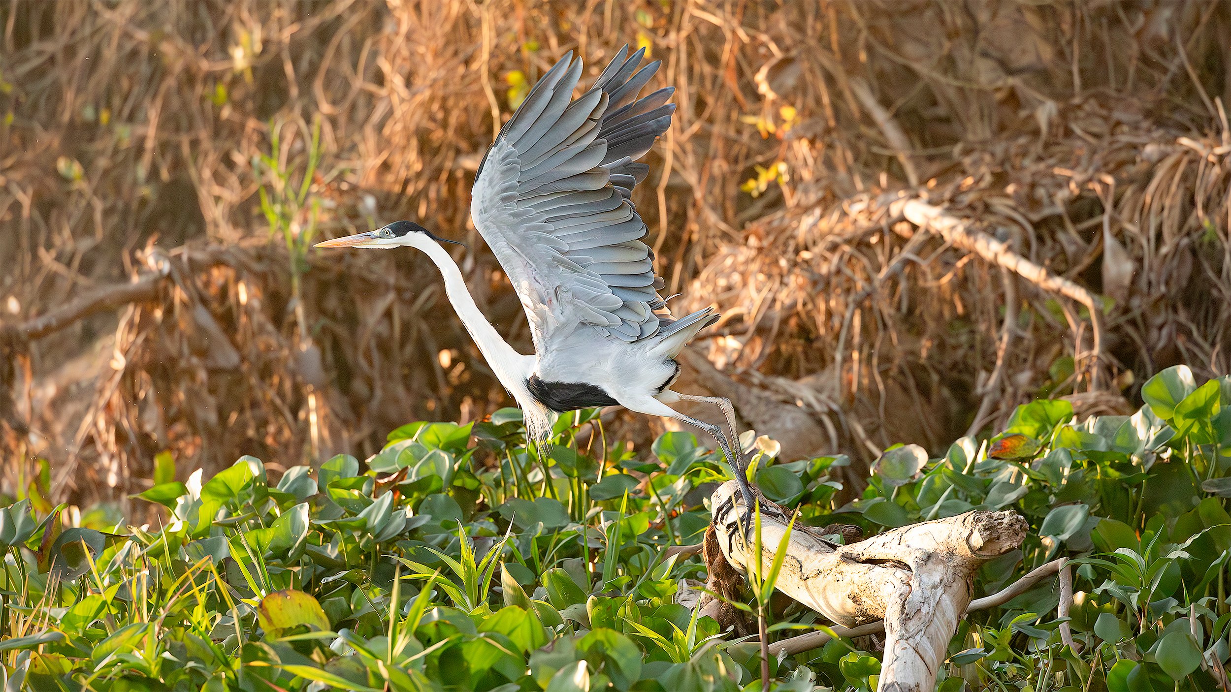 Cocoi Heron (Ardea cocoi) spreading its wings among aquatic vegetation along a river in the Brazilian Pantanal.