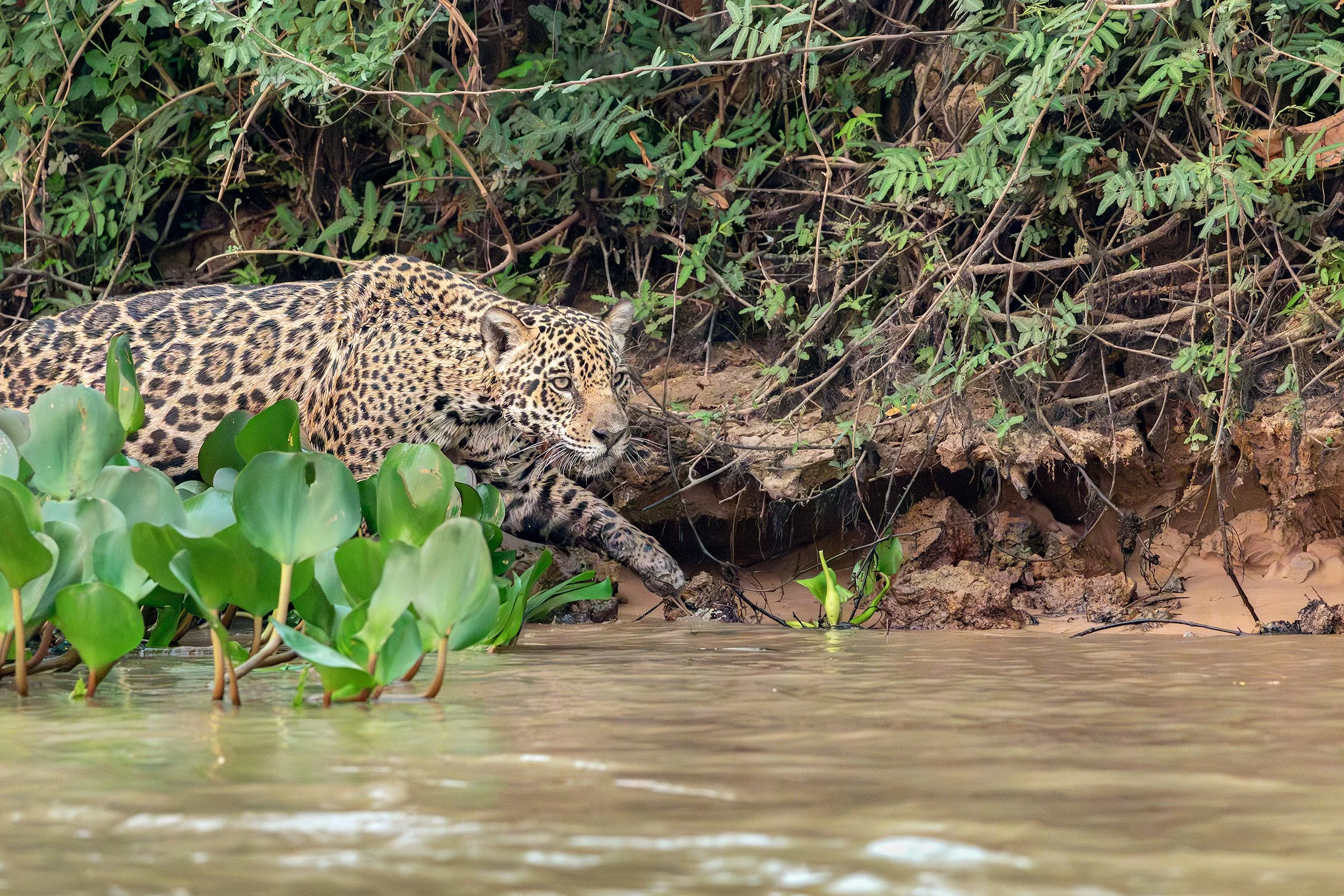 Jaguar (Panthera onca) walking along a riverbank in the Brazilian Pantanal wetlands.