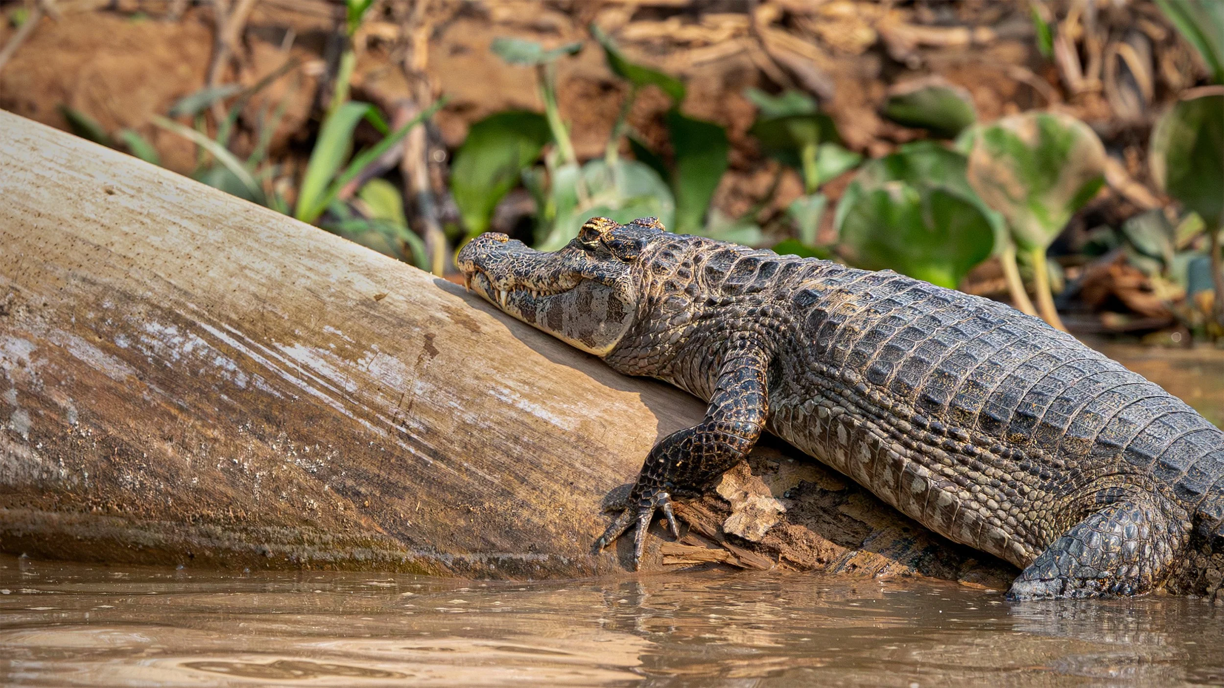Caiman basking on a fallen tree trunk in the Piquiri River, northern Pantanal, Brazil.