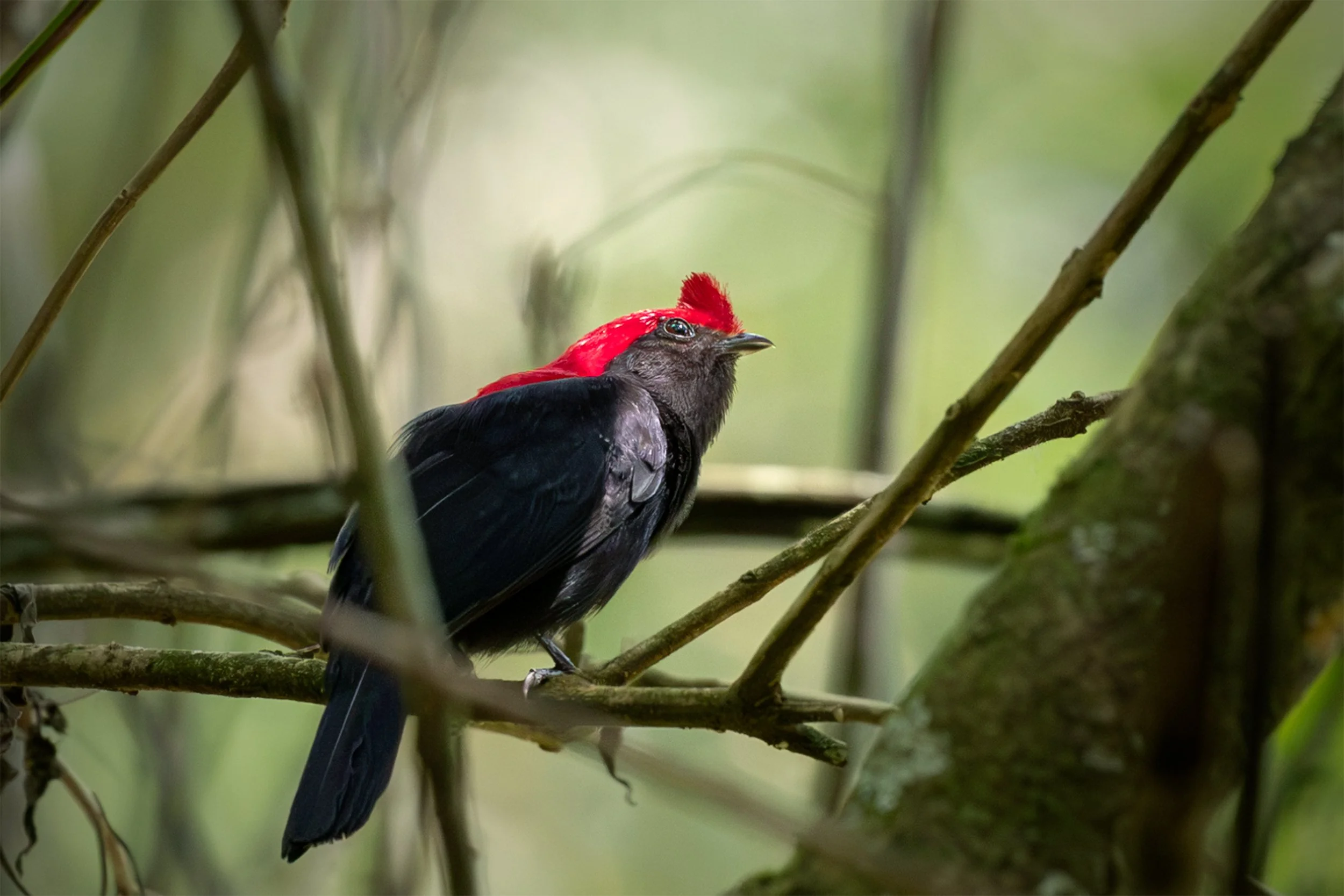Helmeted Manakin (Antilophia galeata) perched among branches and native vegetation in the Brazilian Cerrado.