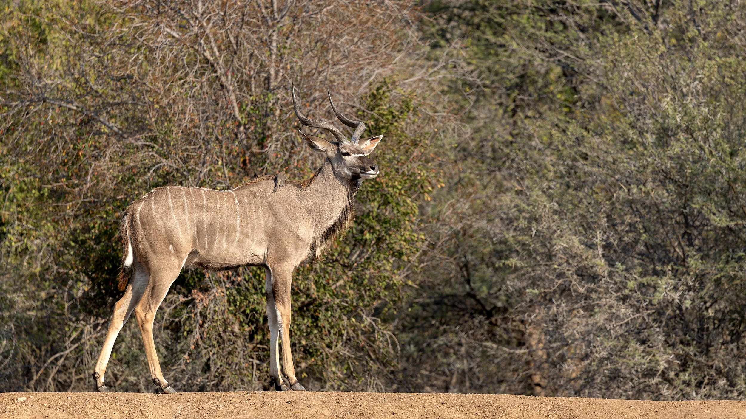 Male kudu standing near a waterhole in Pilanesberg, South Africa.