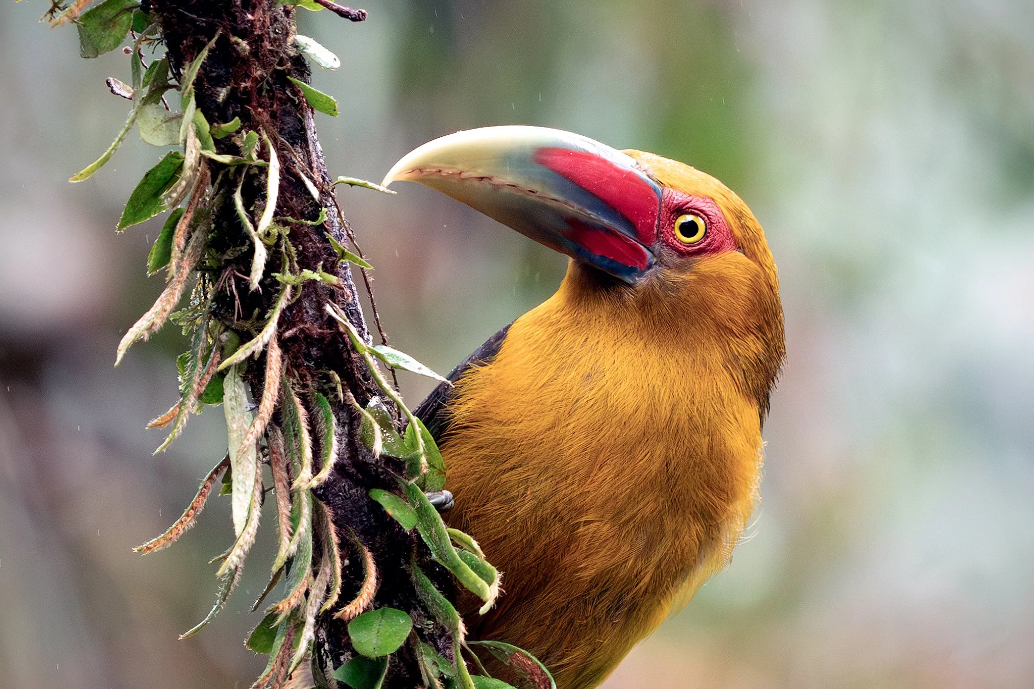 Saffron Toucanet (Pteroglossus bailloni) beside epiphytic vegetation in the Brazilian Atlantic Forest.