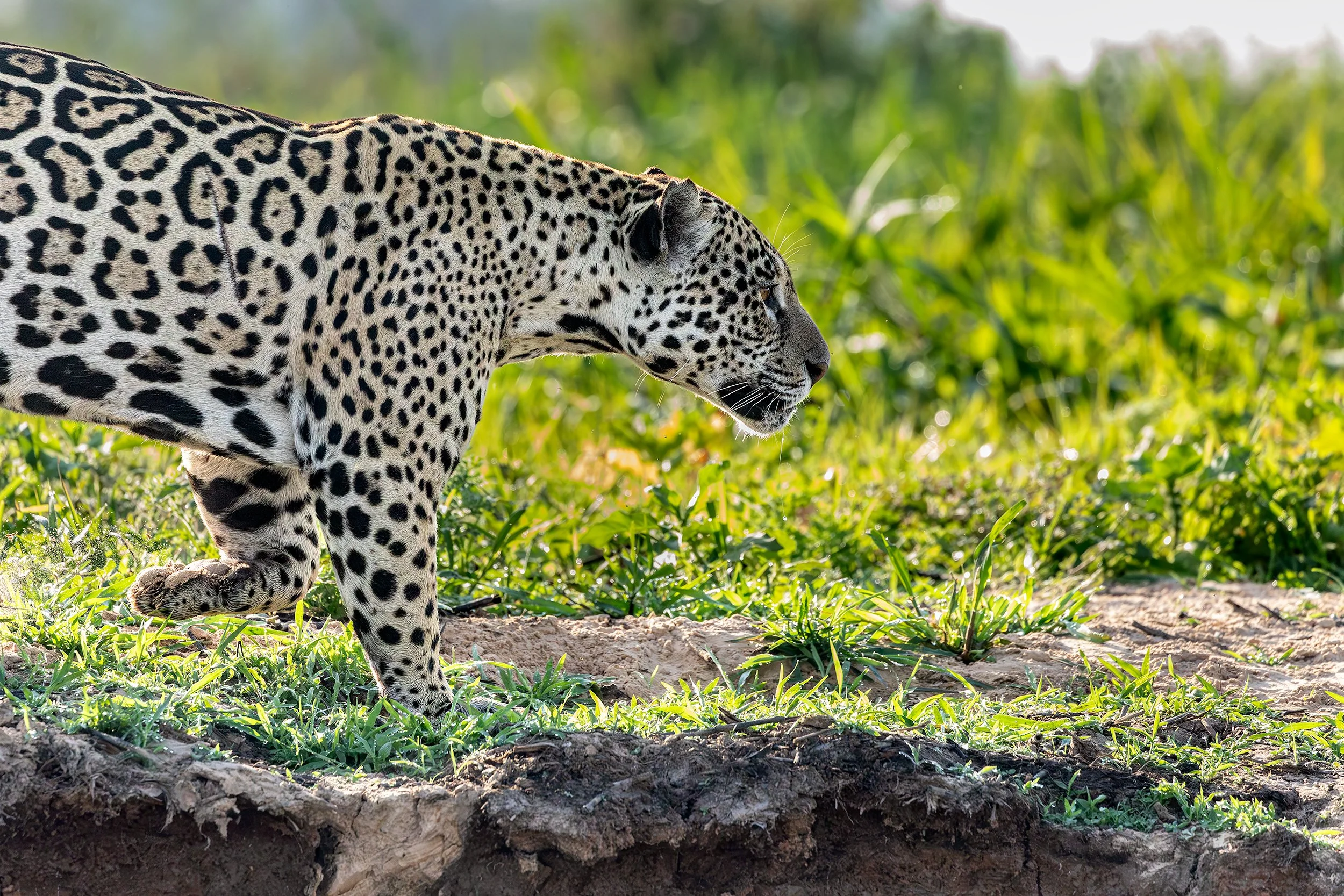 Jaguar (Panthera onca) walking along a riverbank surrounded by native vegetation in the Brazilian Pantanal.