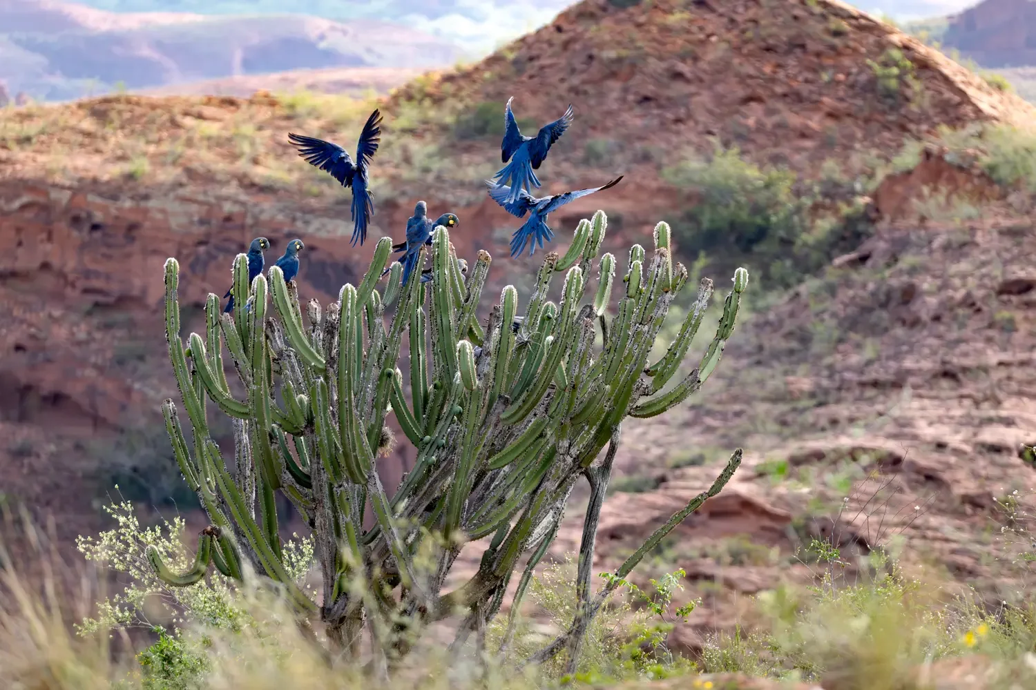 Lear's Macaws (Anodorhynchus leari) gathered on a cactus within the rocky landscape of the Brazilian Caatinga near Canudos, Bahia.