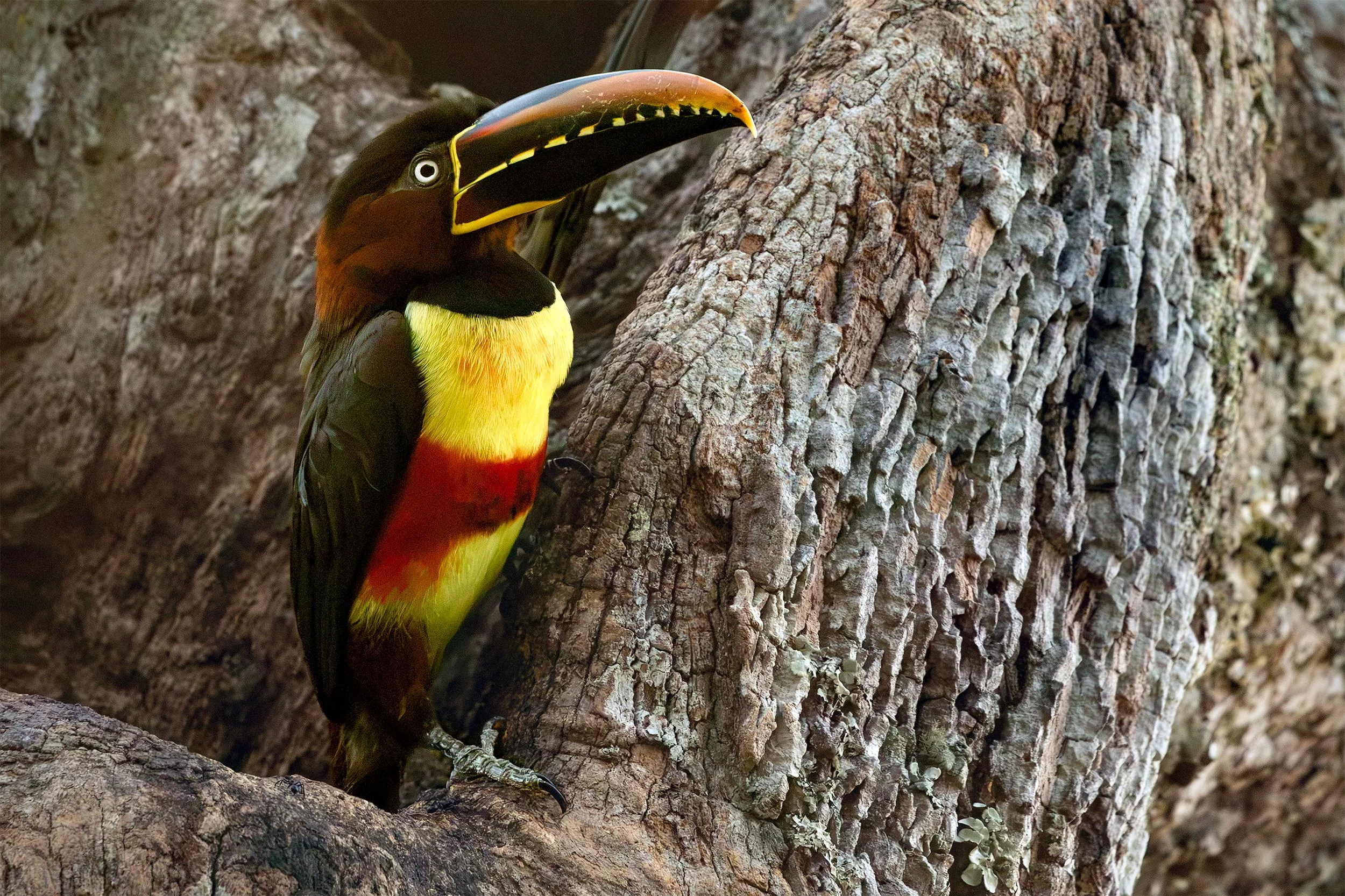 Toucanet perched against the textured trunk of a mature tree in the Brazilian Cerrado.
