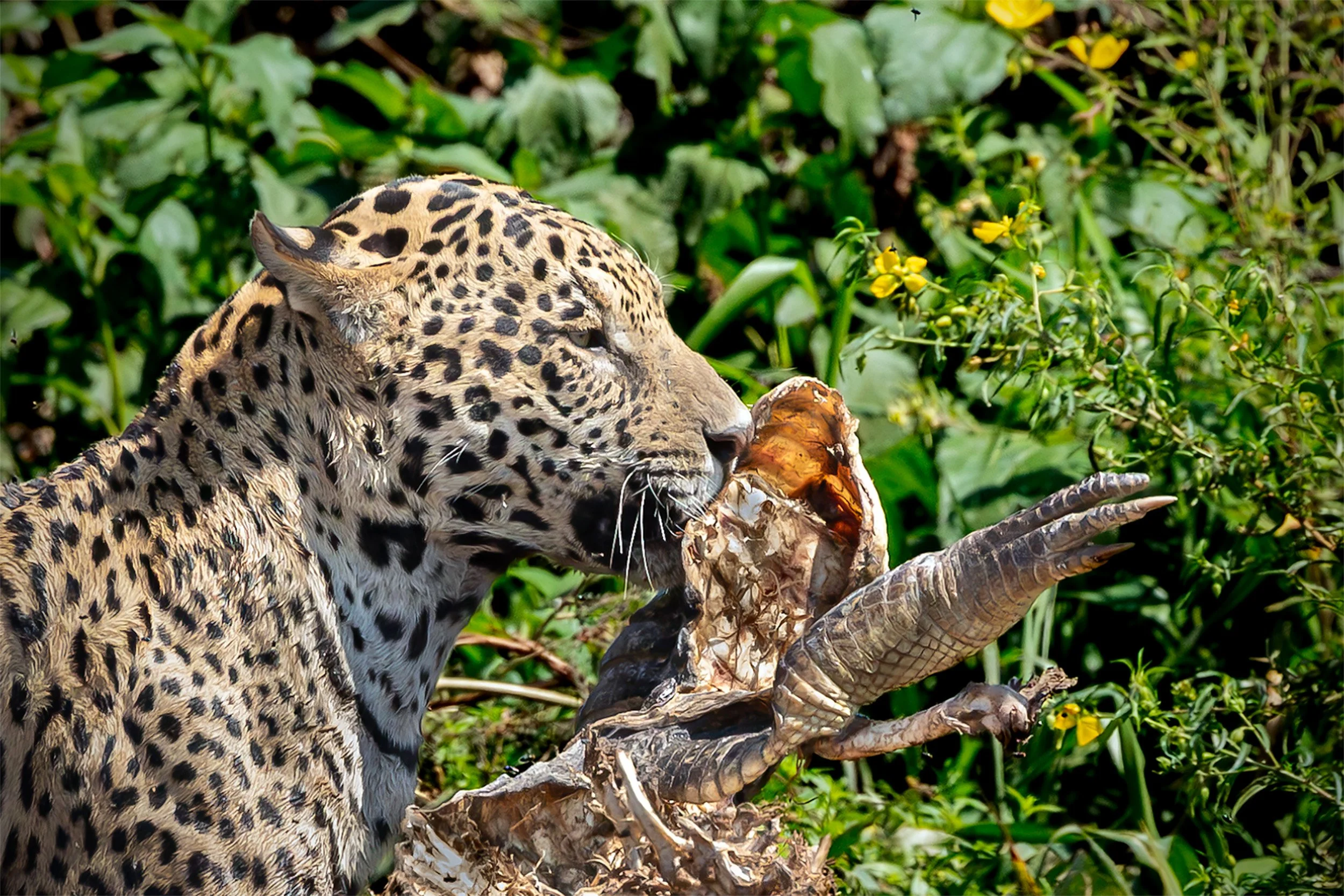 Jaguar (Panthera onca) feeding on its prey along a riverbank in the Brazilian Pantanal.