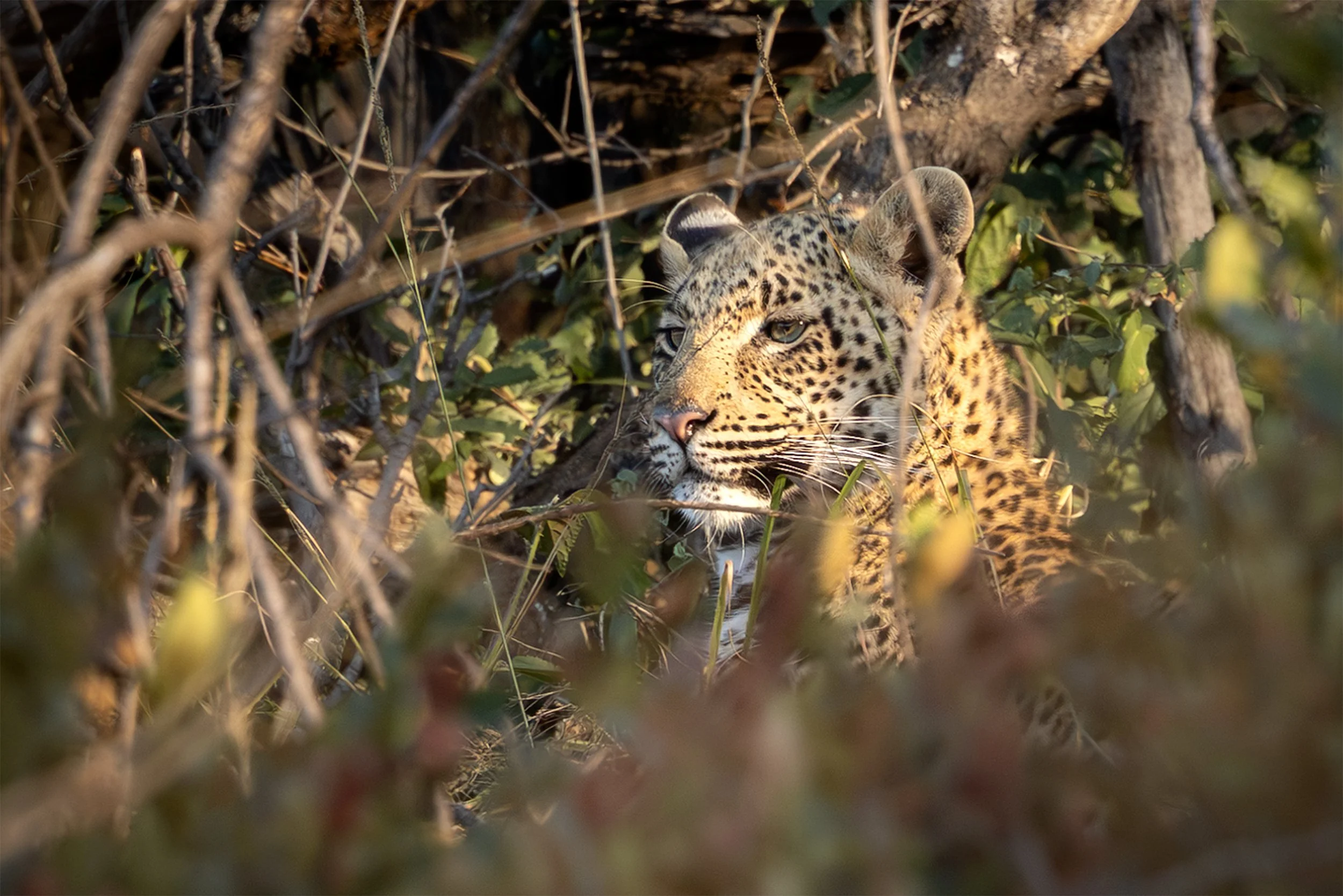 Leopard (Panthera pardus) partially concealed by dense vegetation in the South African savanna.