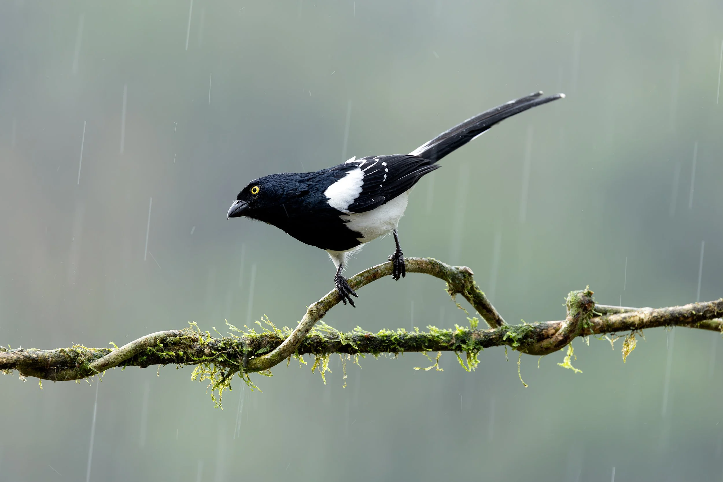 Magpie Tanager (Cissopis leverianus) perched on a moss-covered branch during rainfall in the Brazilian Atlantic Forest.
