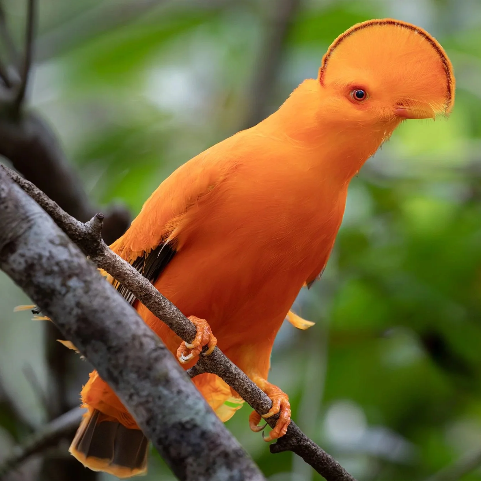 Pássaro com corpo laranja, cabeça com formato de chapéu e bico pequeno, sentado em um galho de árvore com fundo de folhas verdes.