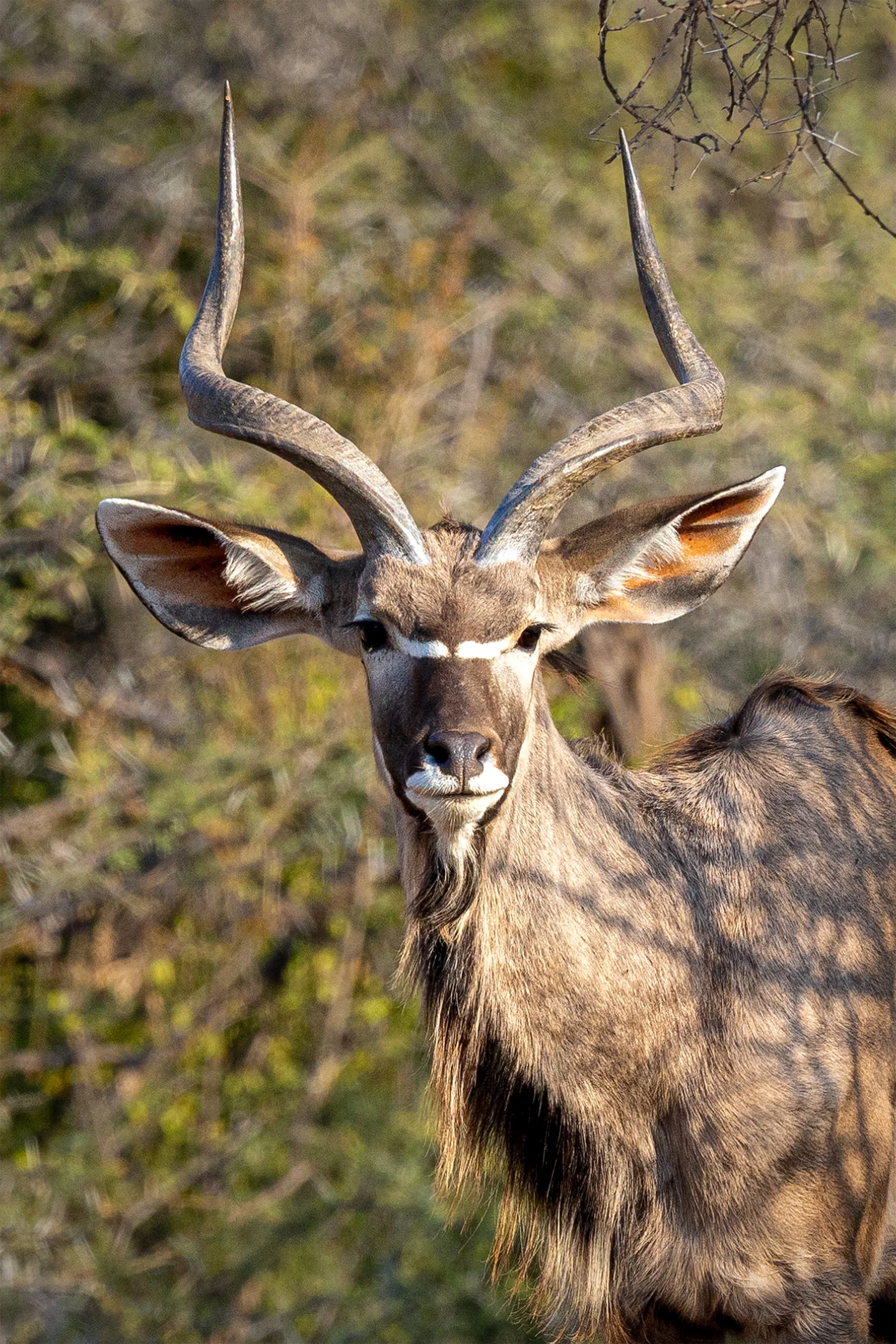 Greater Kudu (Tragelaphus strepsiceros) standing among native vegetation in the South African savanna.