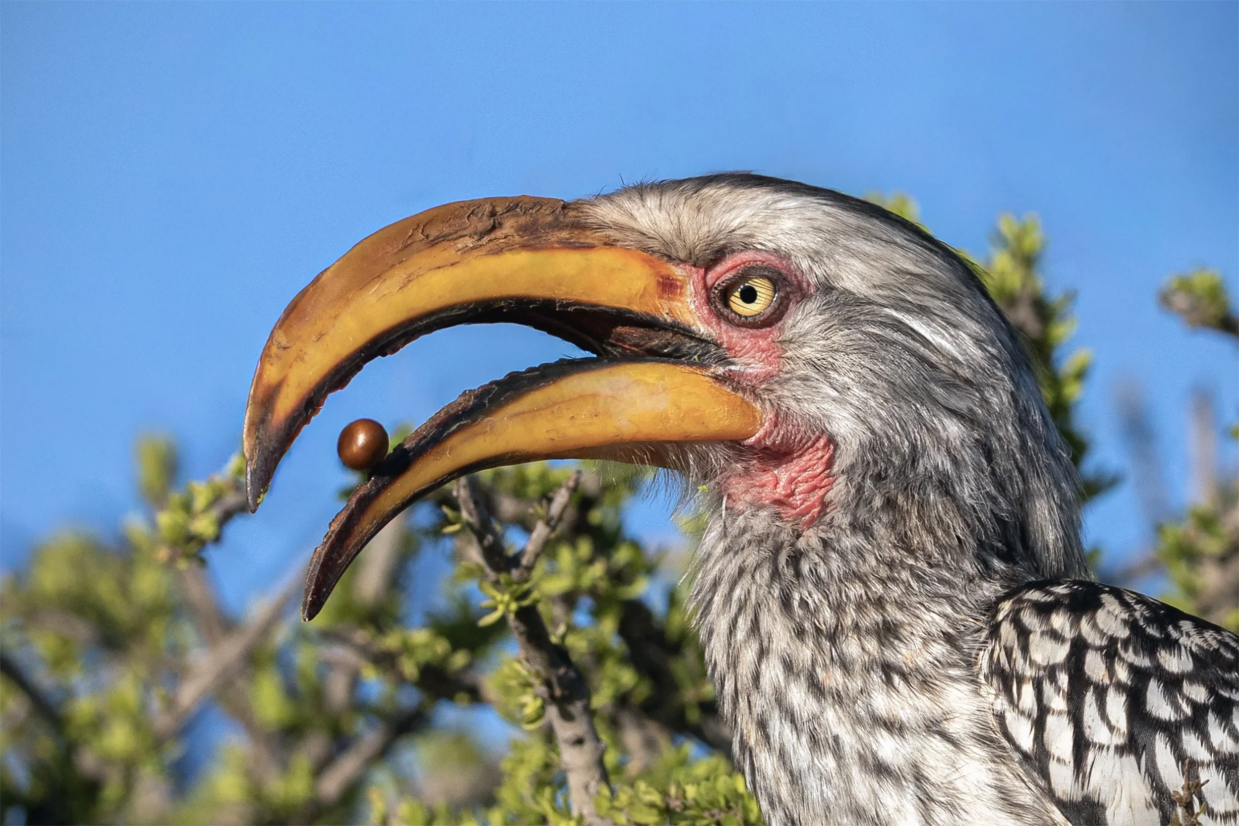 Southern Yellow-billed Hornbill (Tockus leucomelas) holding a fruit in its bill in the South African savanna.