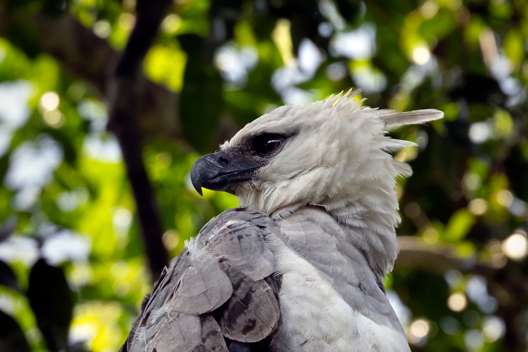 Harpy Eagle (Harpia harpyja) in the Brazilian Amazon Rainforest.