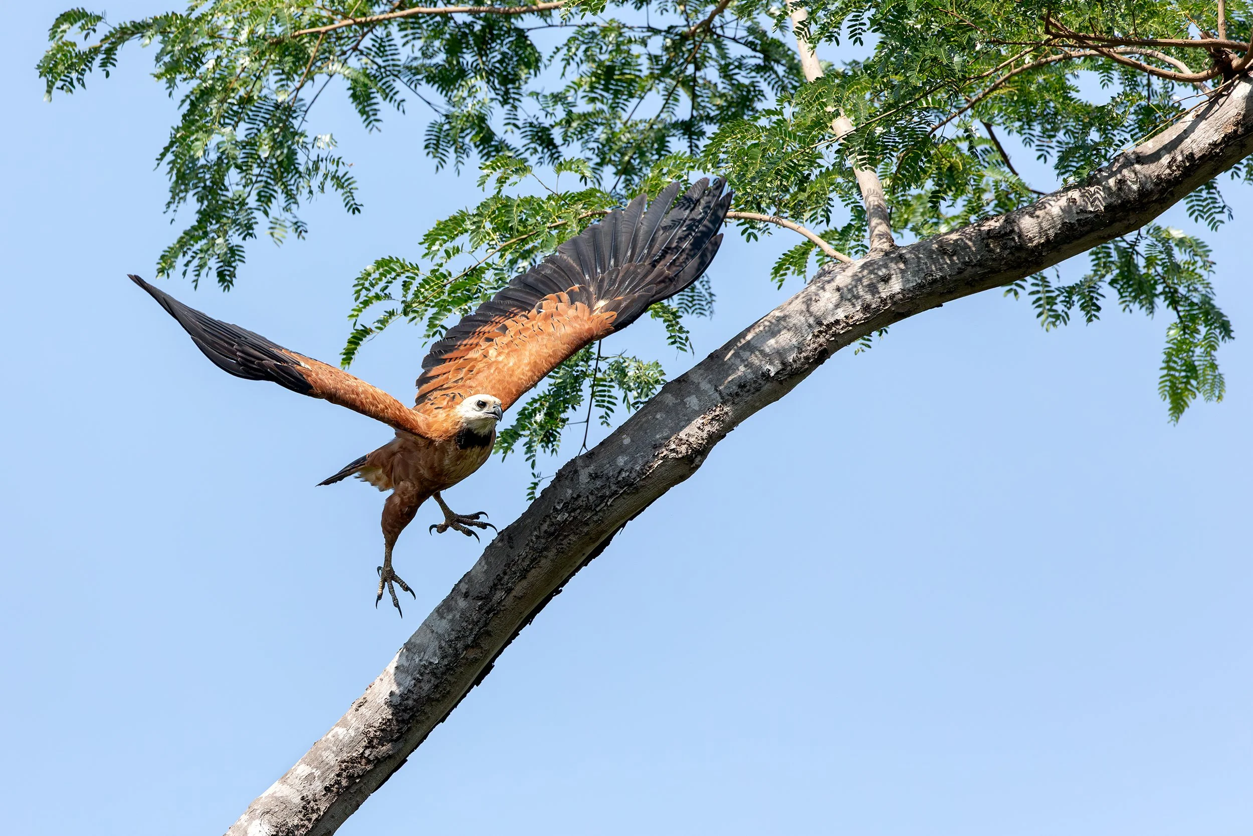 Savanna Hawk (Heterospizias meridionalis) taking flight from a tree in the Brazilian Pantanal.