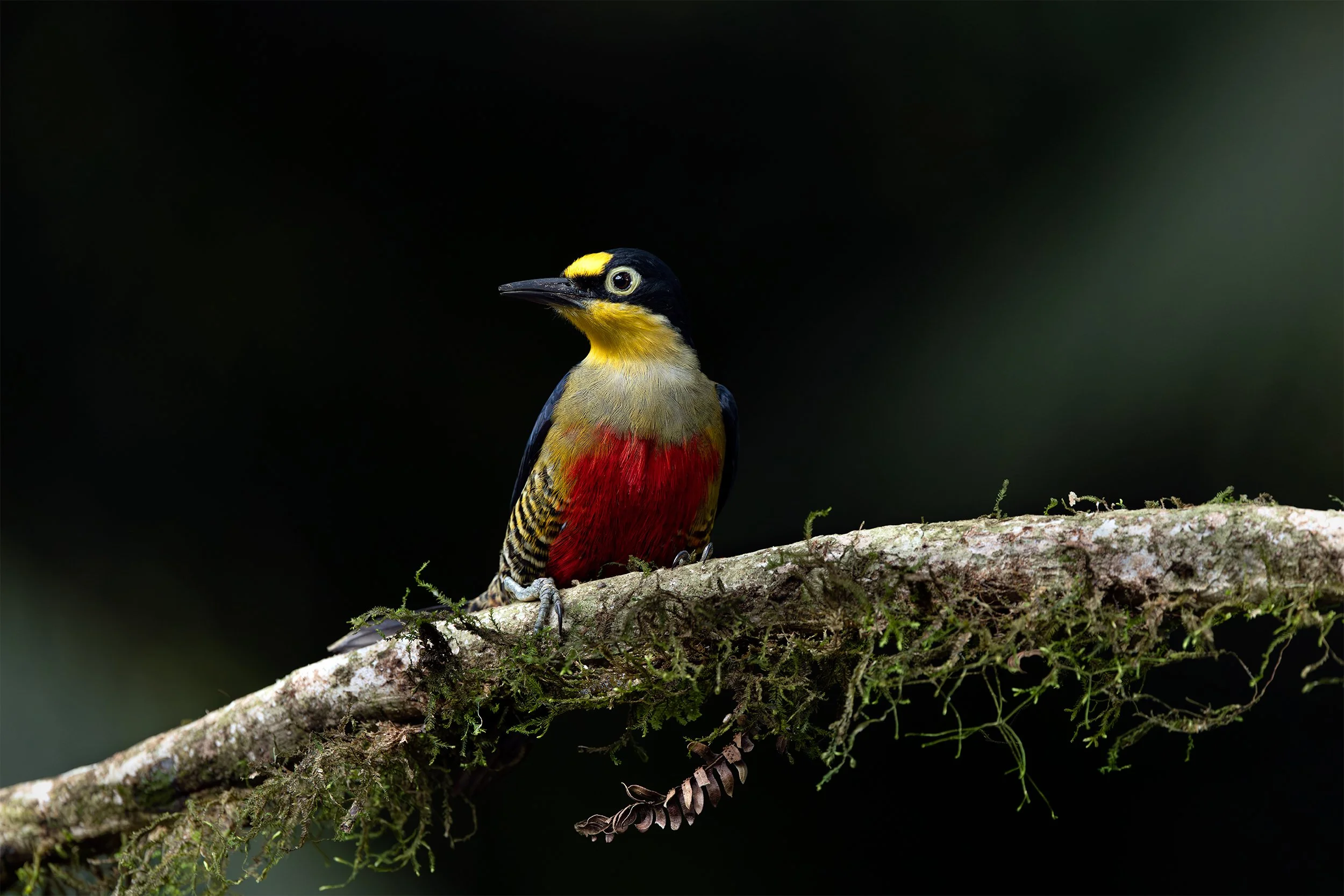 Yellow-fronted Woodpecker (Melanerpes flavifrons) perched on a moss-covered branch in the Brazilian Atlantic Forest.