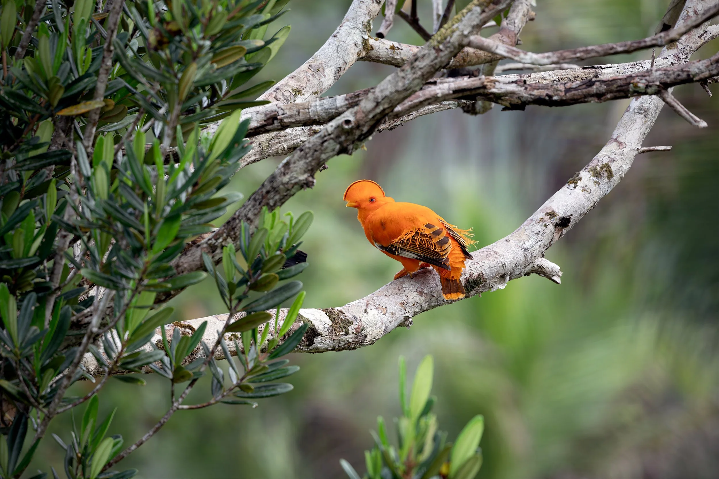 Guianan cock-of-the-rock perched on an open tree branch in Presidente Figueiredo, in the Brazilian Amazon rainforest.