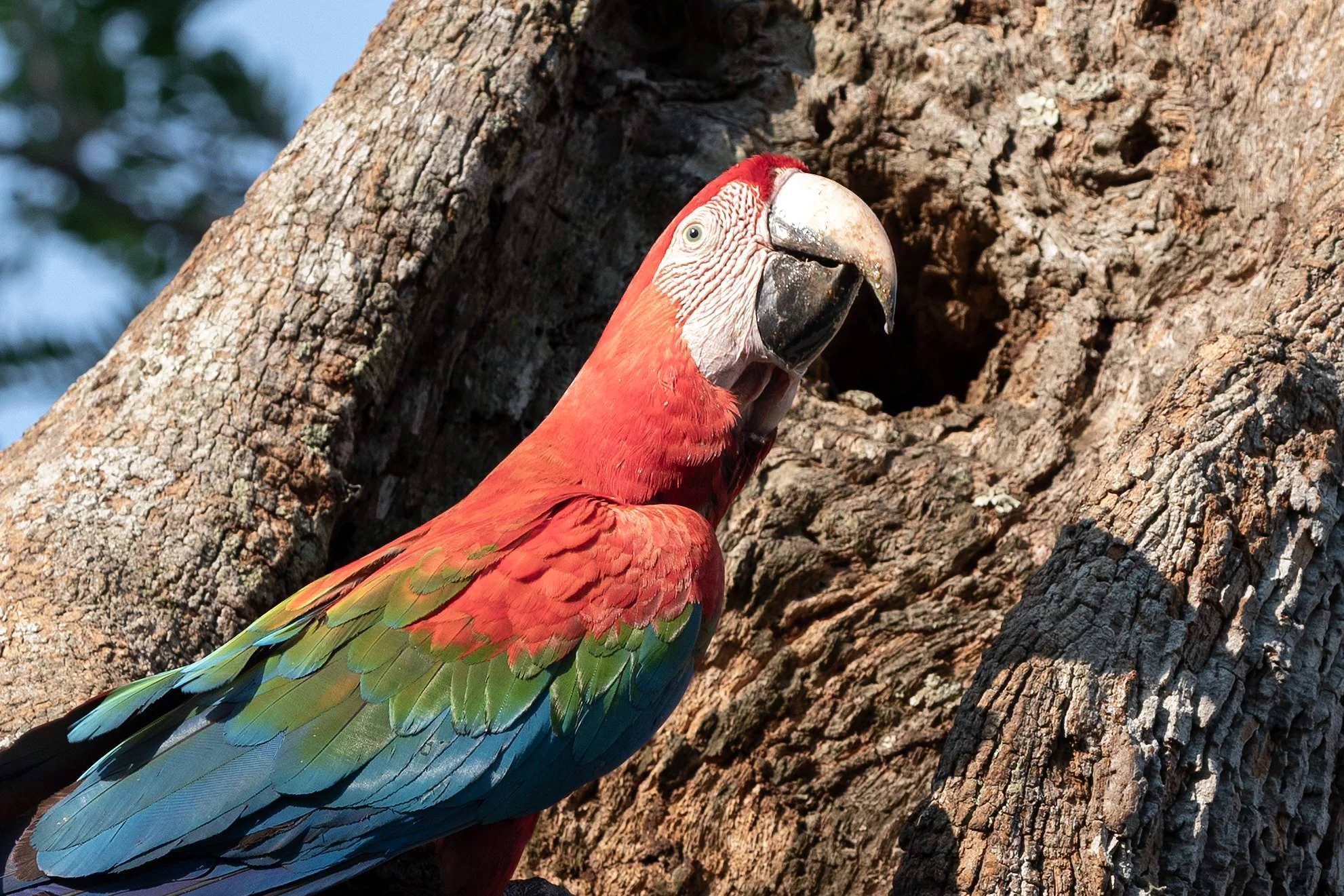Red macaw at a tree cavity in the Brazilian Cerrado.