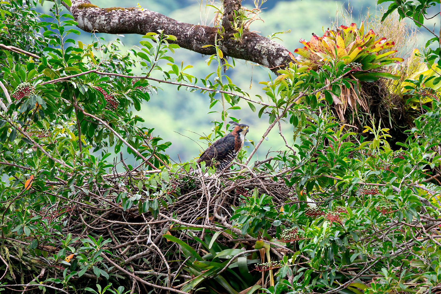 Ornate Hawk-Eagle (Spizaetus ornatus) at its nest surrounded by dense vegetation and bromeliads in the Brazilian Atlantic Forest.
