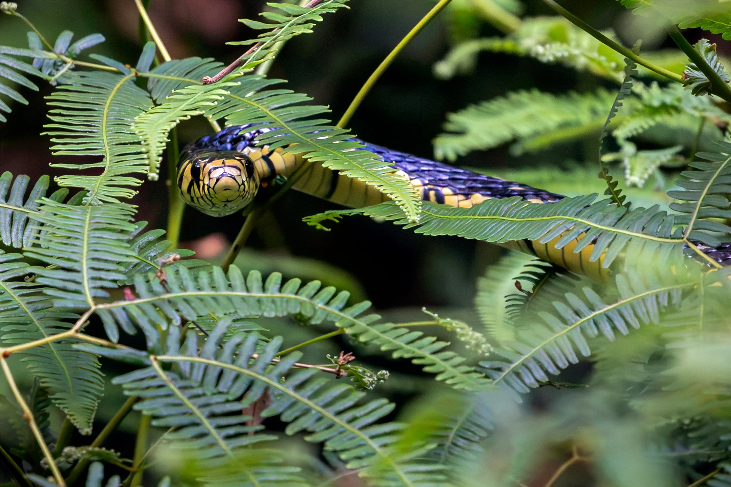 Chicken Snake (Spilotes pullatus) moving through dense ferns and vegetation in the Brazilian Atlantic Forest.