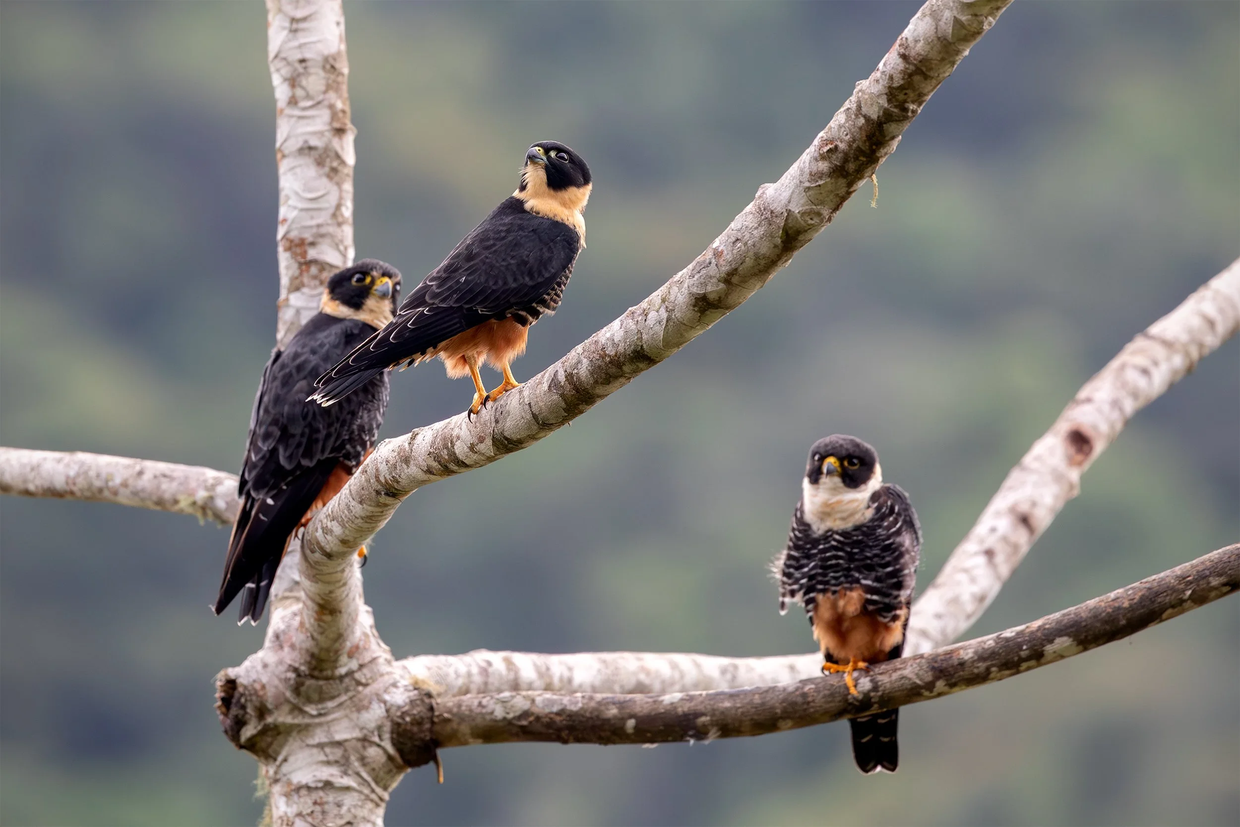 Three Bat Falcons (Falco rufigularis) perched together on tree branches in the Brazilian Atlantic Forest.