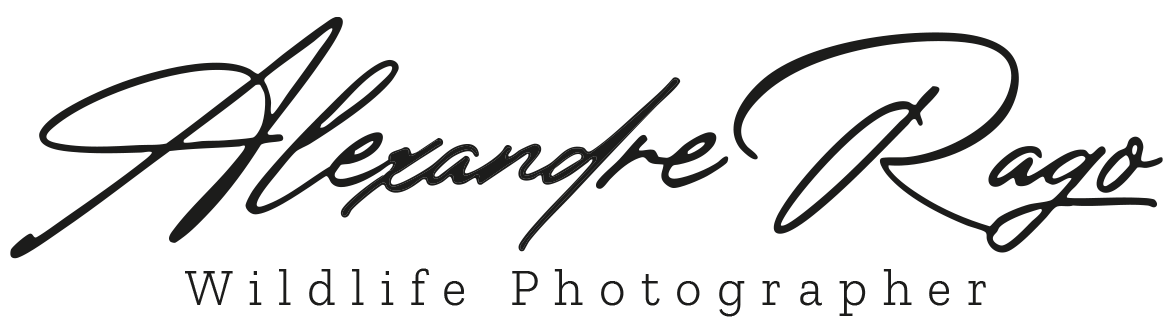 Alexandre Rago - Wildlife Photographer