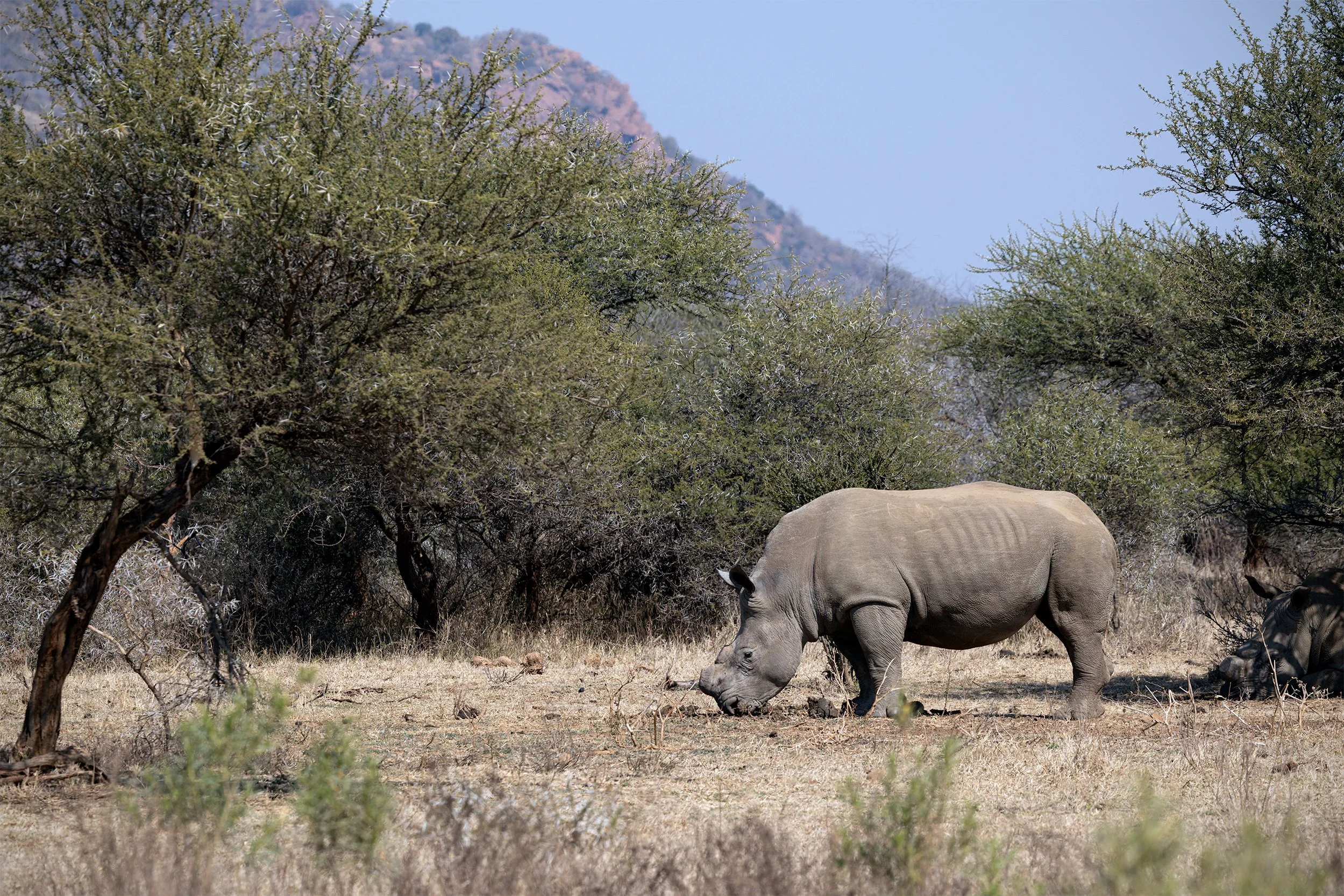 White Rhinoceros (Ceratotherium simum) walking through woodland and dry grassland in South Africa.