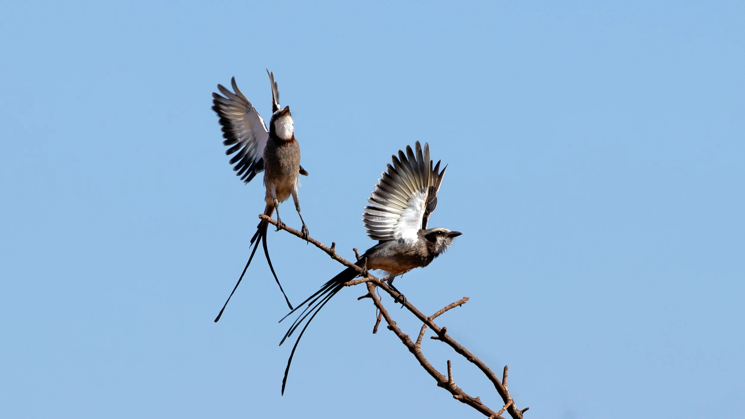 Two Streamer-tailed Tyrants (Gubernetes yetapa) displaying with their wings spread on a branch in the Brazilian Cerrado.