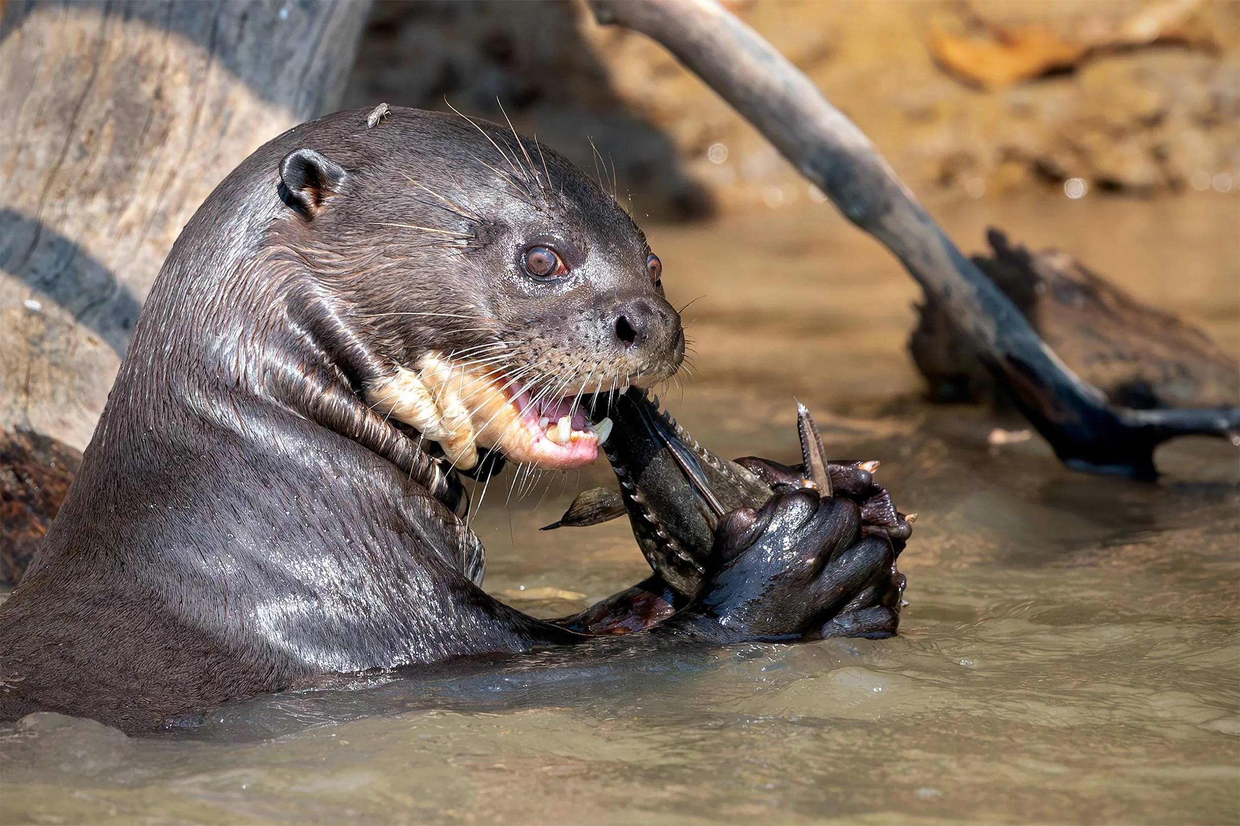 Giant Otter (Pteronura brasiliensis) feeding on a freshly caught fish in a river in the Brazilian Pantanal.