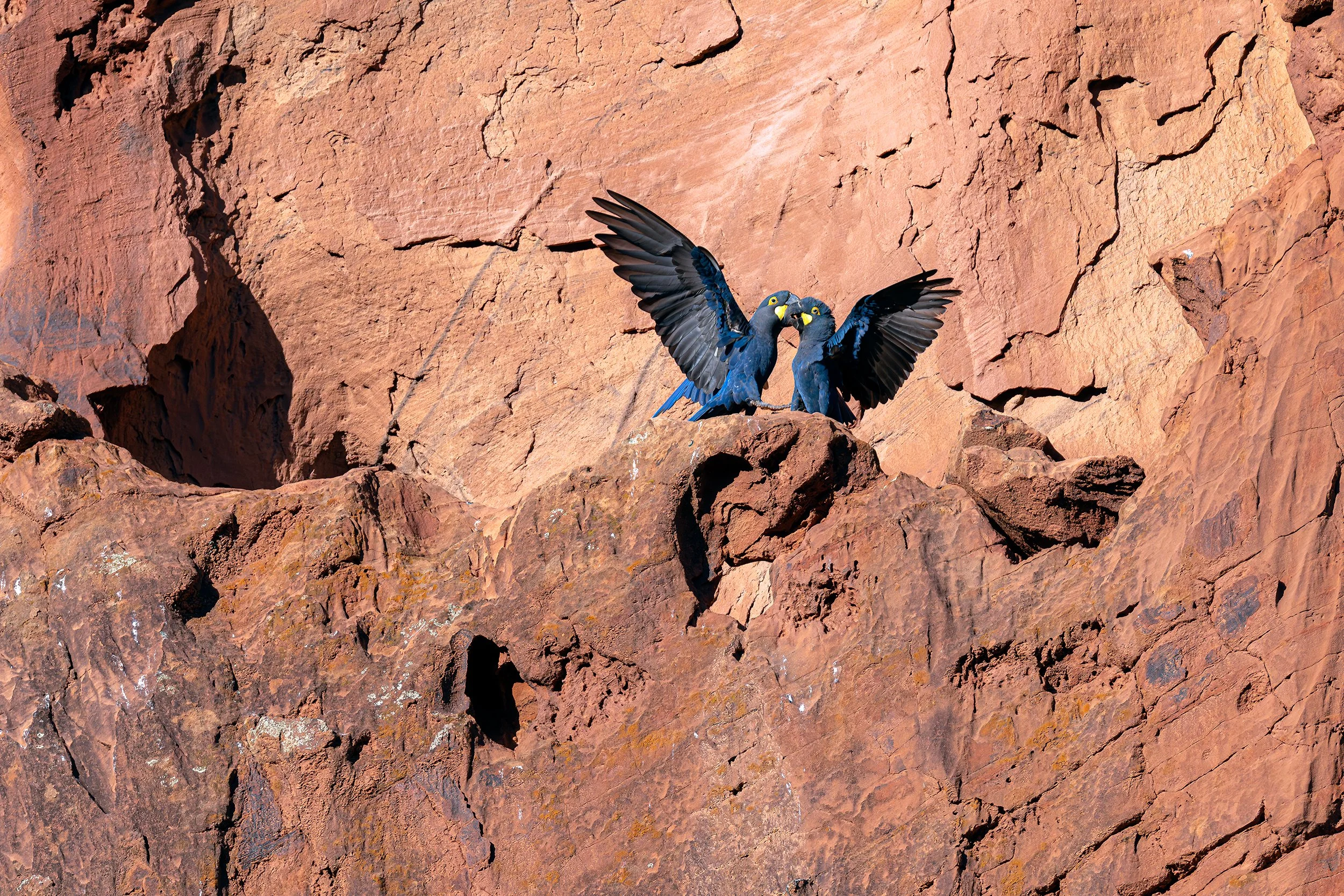Pair of Lear’s macaws with wings spread at their nest on the sandstone cliffs of the Caatinga in Canudos, Bahia, Brazil.