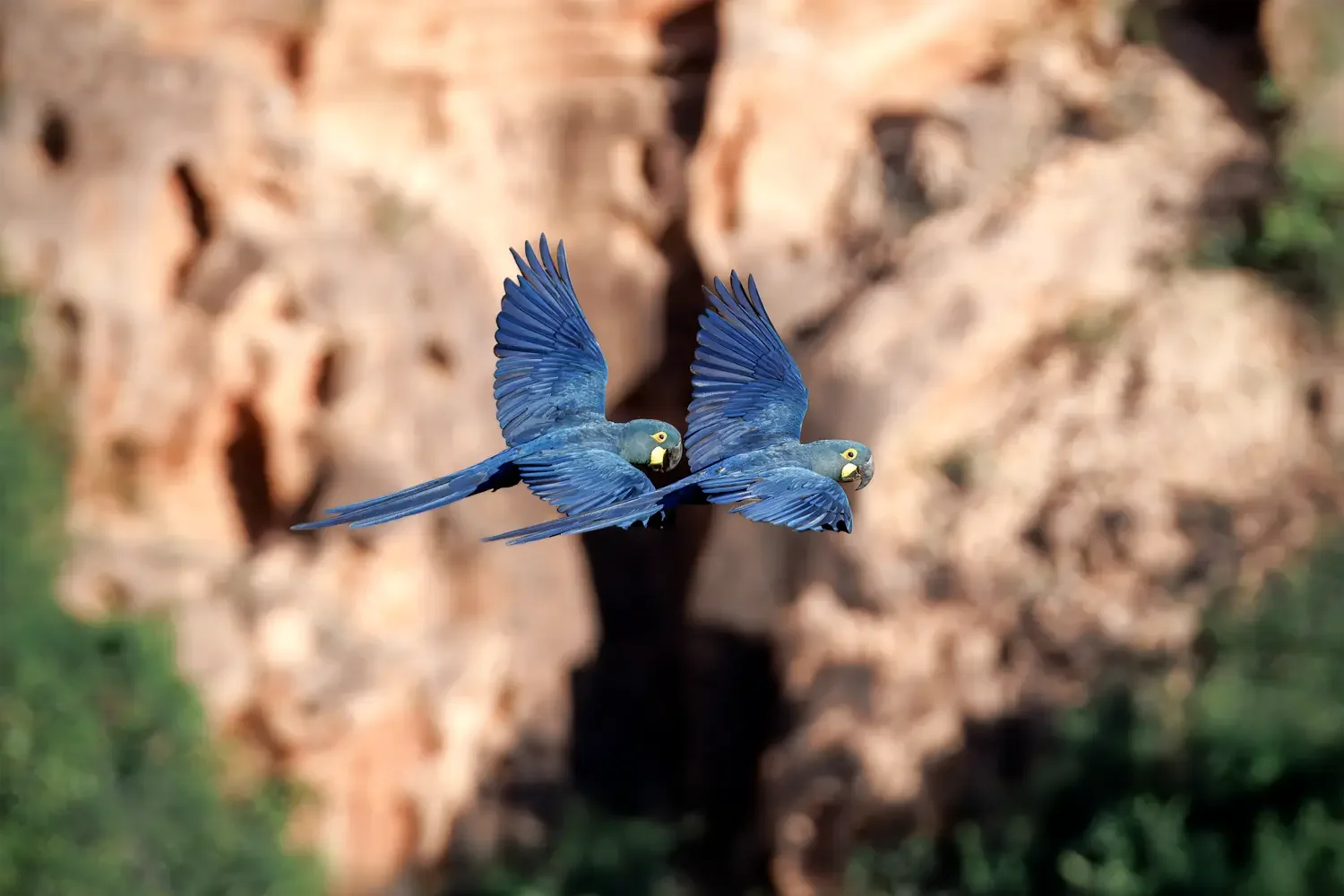 Two Lear's Macaws (Anodorhynchus leari) flying together against the rocky cliffs of the Brazilian Caatinga near Canudos, Bahia.