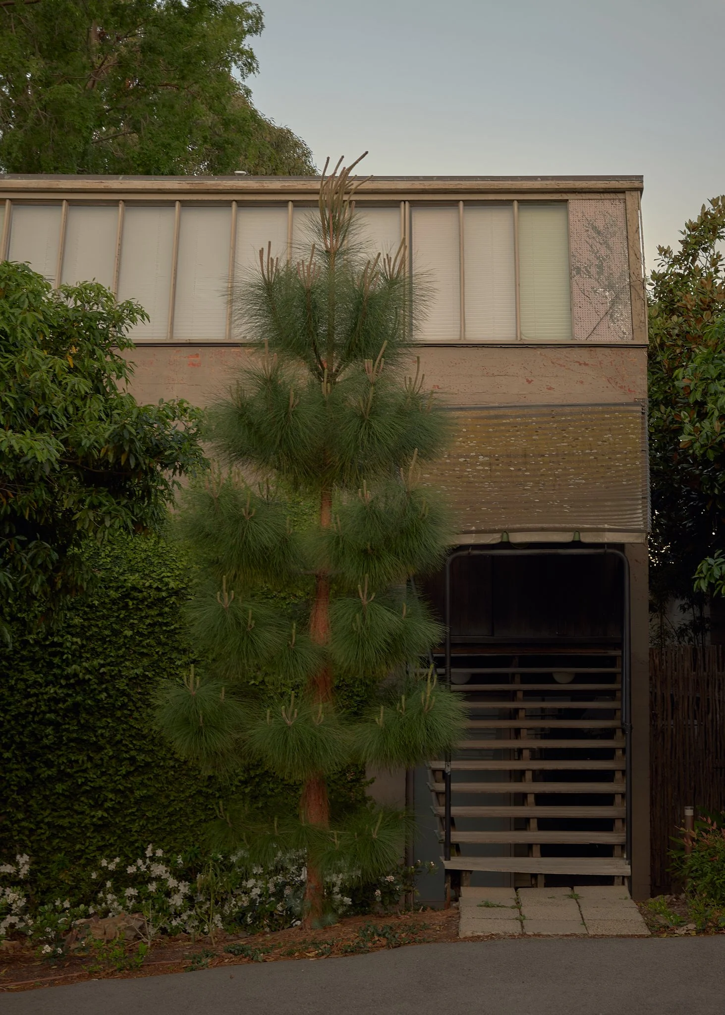 A two-story building with large windows on the upper floor, surrounded by greenery including a tall pine tree in front and bushes on either side, with a garage or passageway at the ground level.