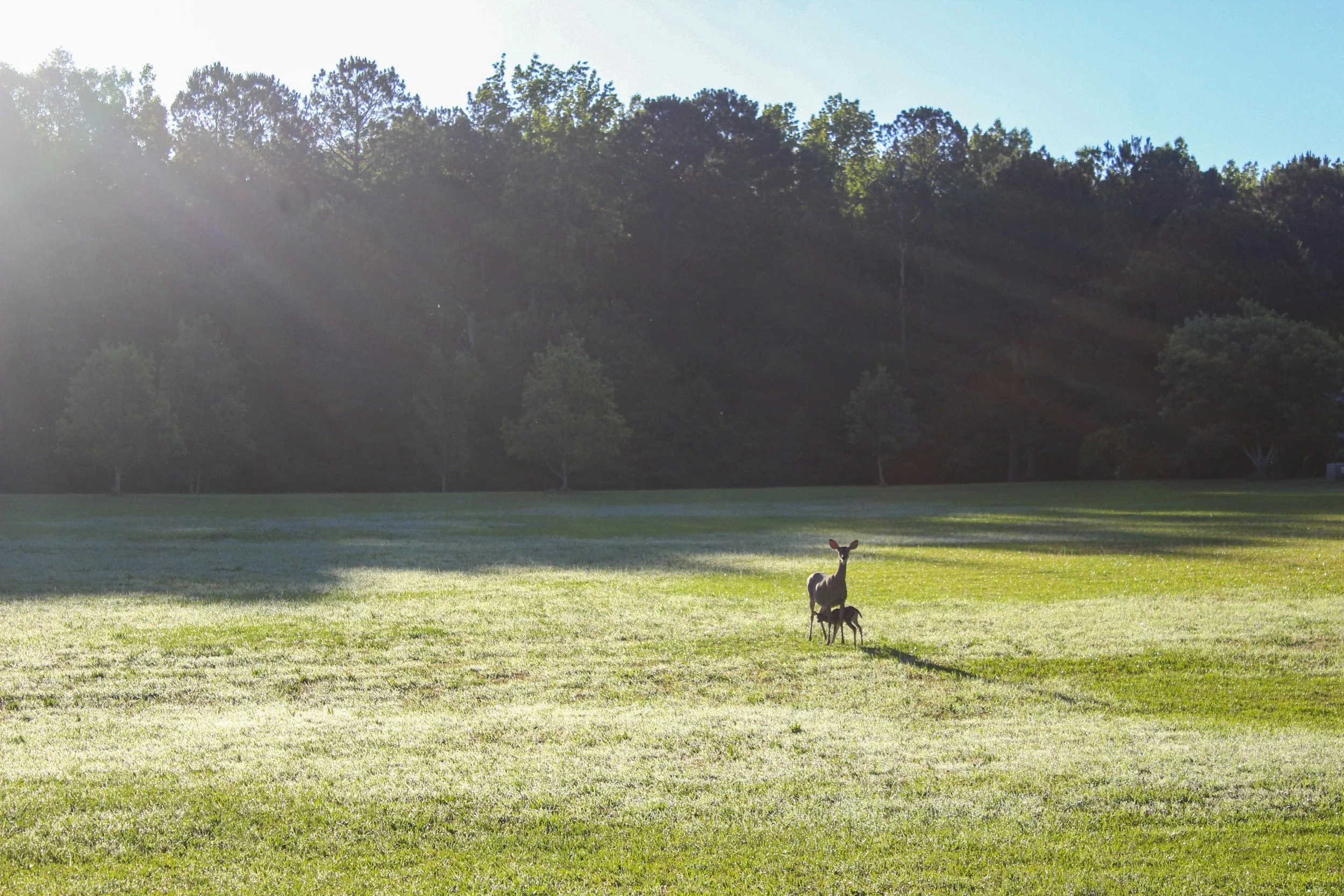Artificial Turf vs Natural Grass in Georgia: What Atlanta Homeowners Need to Know