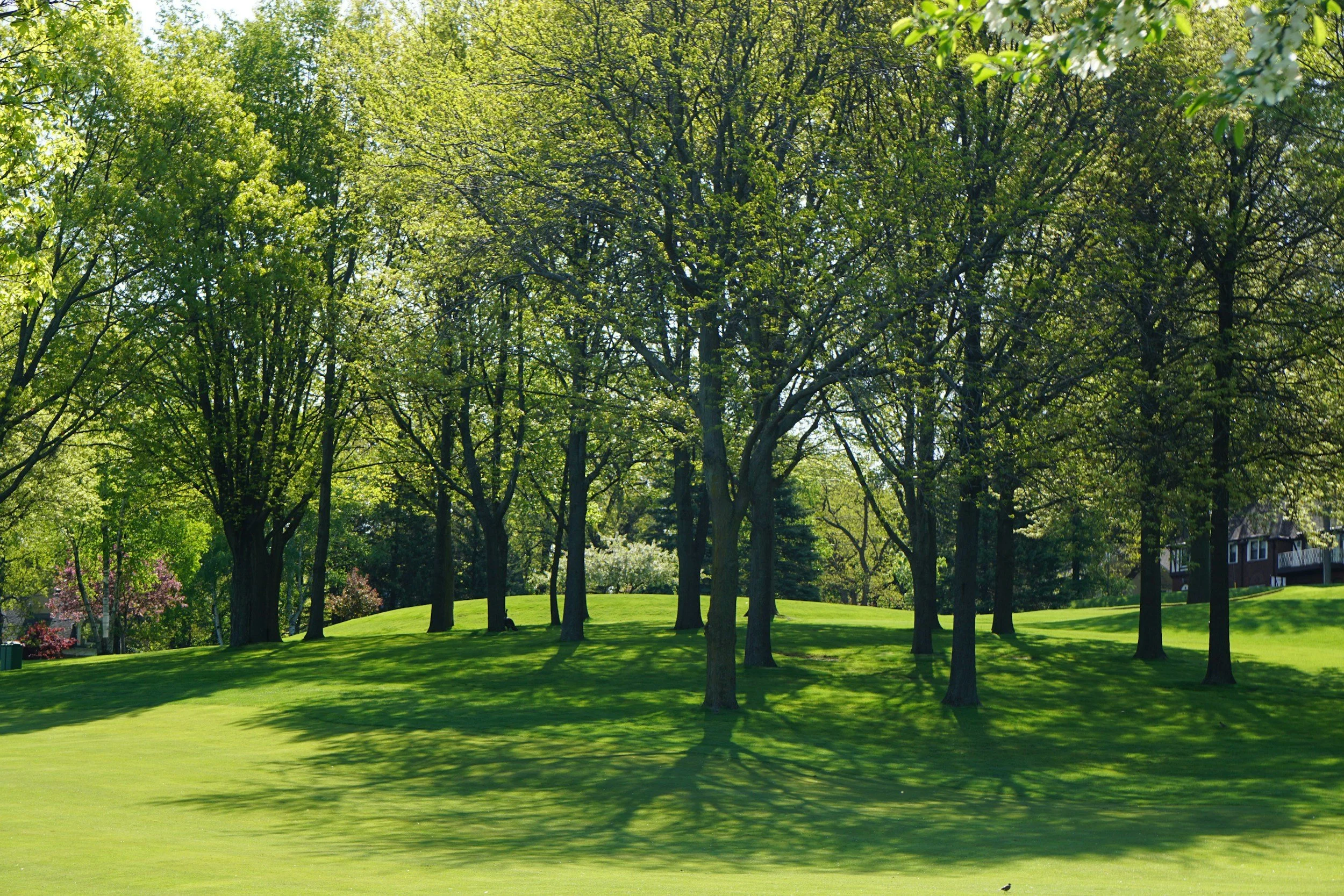 Artificial Turf for Alpharetta Homeowners: Everything You Need to Know