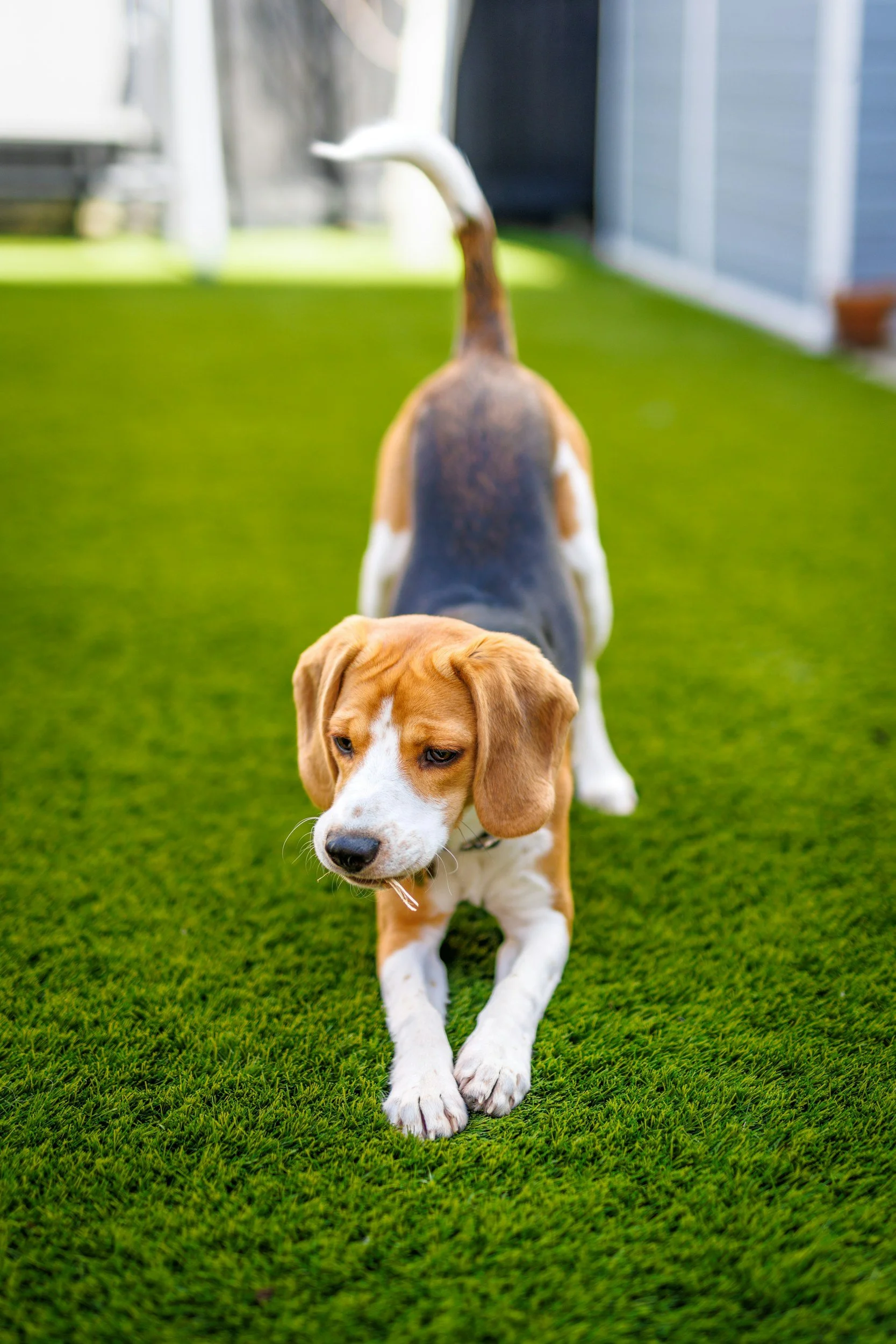 Is Artificial Turf Safe for Dogs? What Atlanta Pet Owners Need to Know