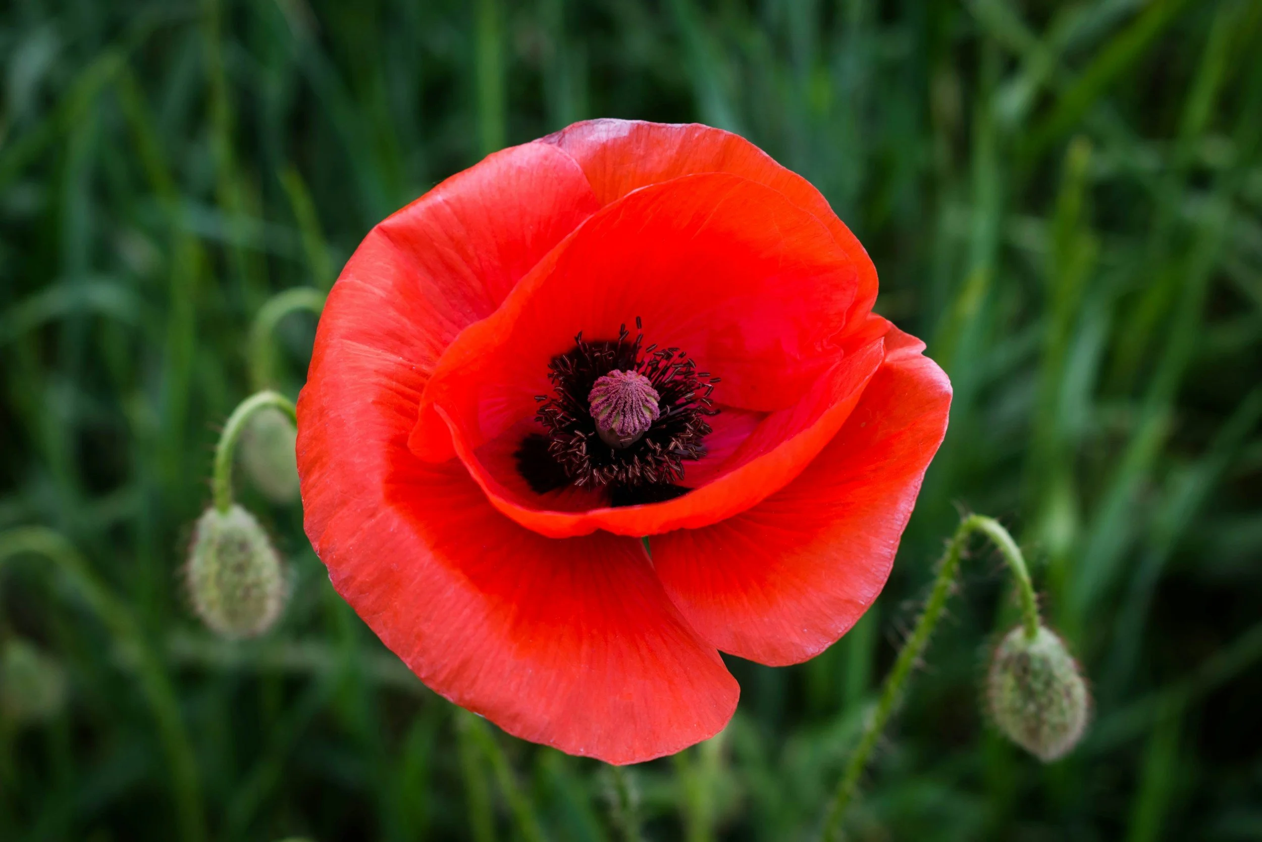 Poppy flower