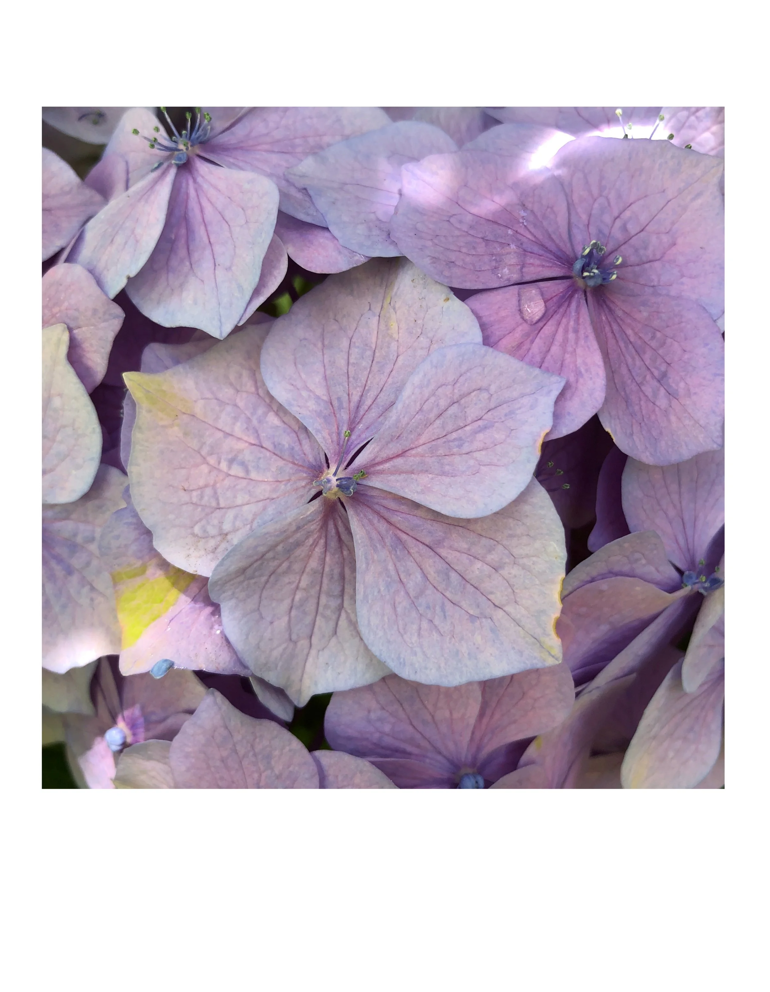 Hydrangea Polaroid Super Bloom Clear Cut.jpg